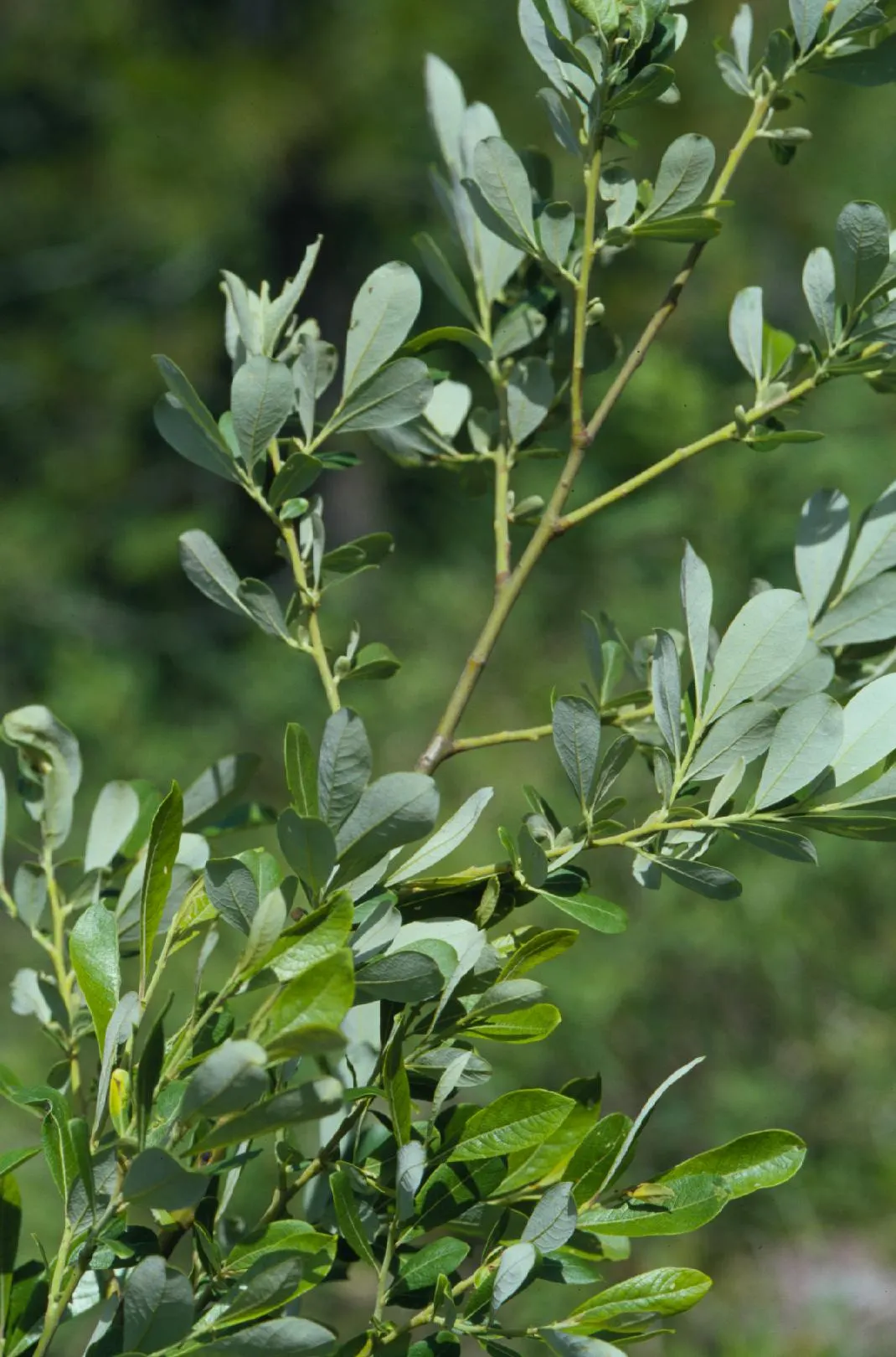 Scouler's Willow (Salix Scouleriana) — It achieves a height of 12-40 feet with a similar spread