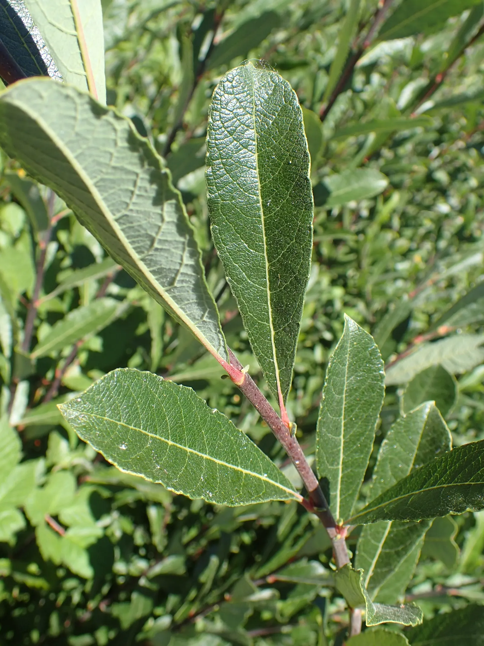 Scouler's Willow (Salix Scouleriana) — its size is manageable yet substantial enough to create visual impact