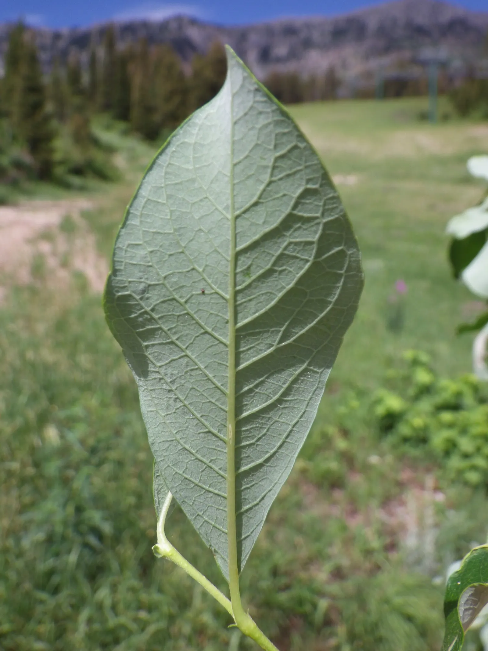 Scouler's Willow (Salix Scouleriana) — Scouler's Willow (Salix scouleriana) is a hardy, deciduous North American native, thriving in USDA zones 4-8