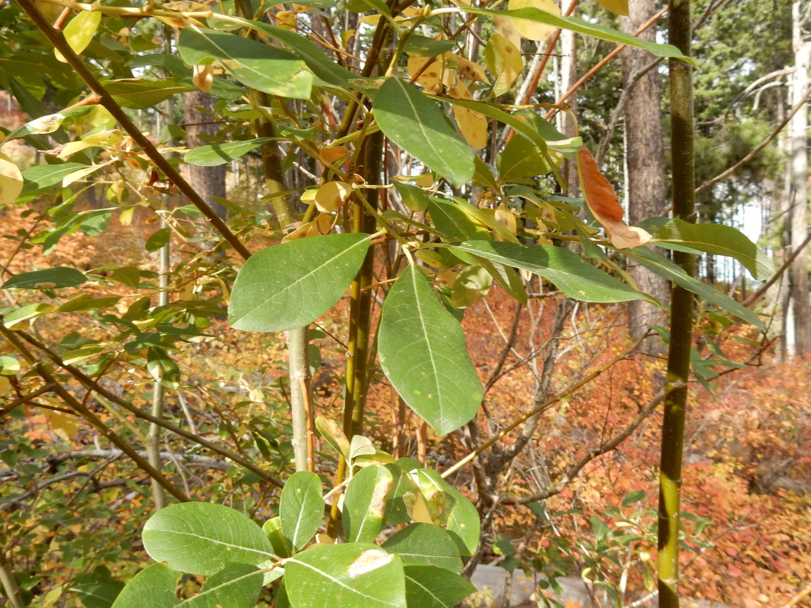 Scouler's Willow (Salix Scouleriana) — Scouler's Willow thrives in USDA hardiness zones 4 to 8.<br><br>Characterized by its narrow