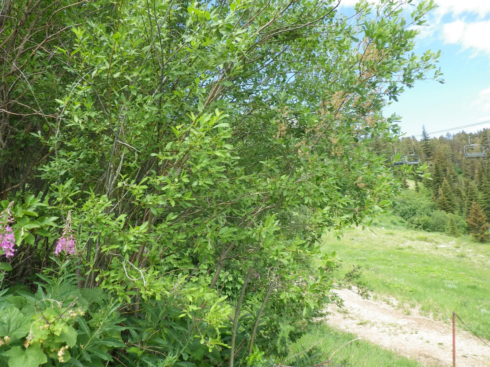 Scouler's Willow (Salix Scouleriana) — this species boasts a rich green color that fades to an appealing yellow in the autumn