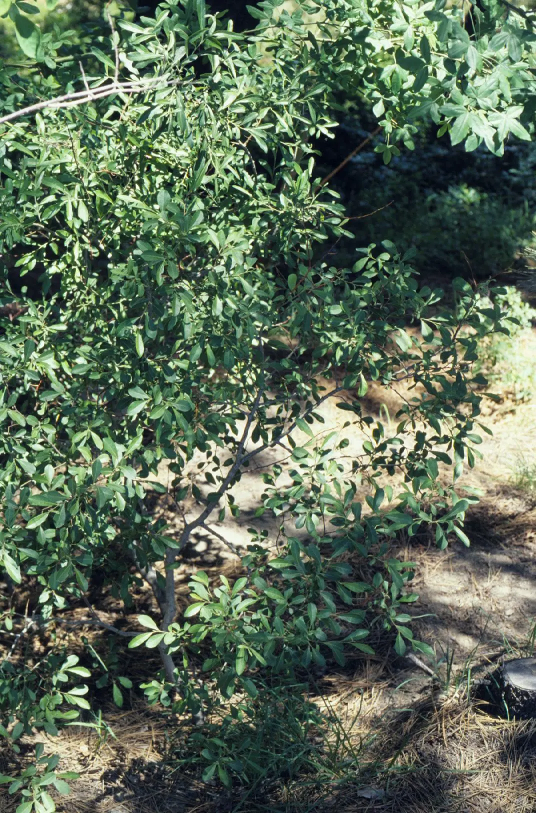 Scouler's Willow (Salix Scouleriana) — This species features narrow, lance-shaped leaves and produces modest catkins