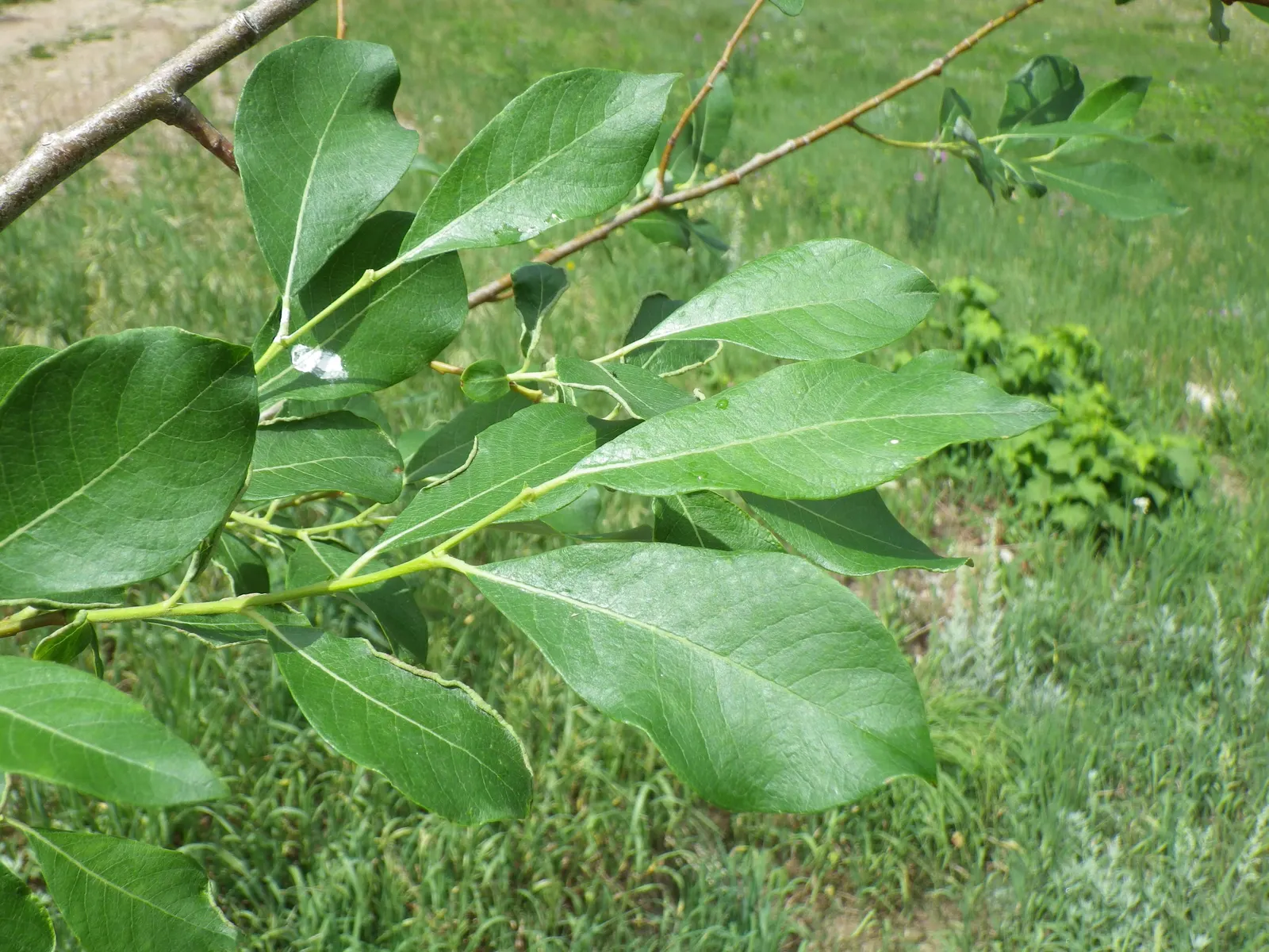 Scouler's Willow (Salix Scouleriana) — which measure about 2 to 4 inches in length