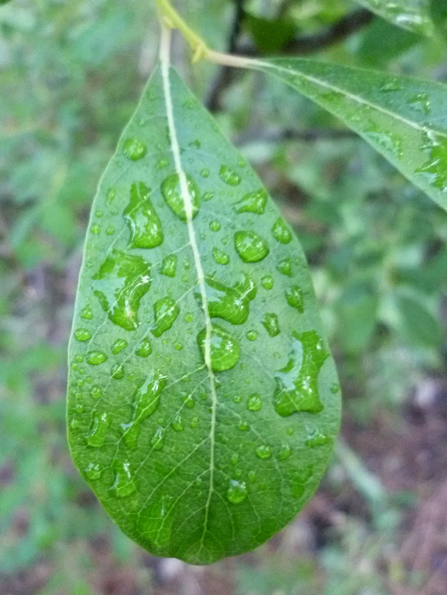 Scouler's Willow (Salix Scouleriana) — It prefers moist, well-draining soil and full sun to partial shade