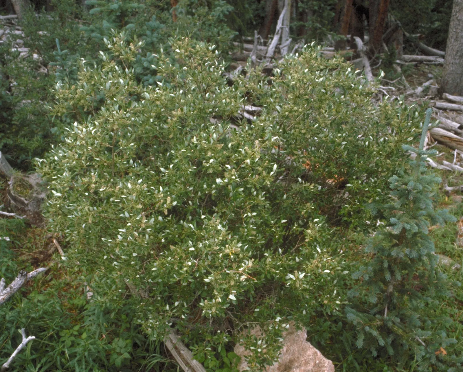 Scouler's Willow (Salix Scouleriana) — Scouler's Willow's rapid growth and adaptability make it ideal for erosion control and naturalistic designs