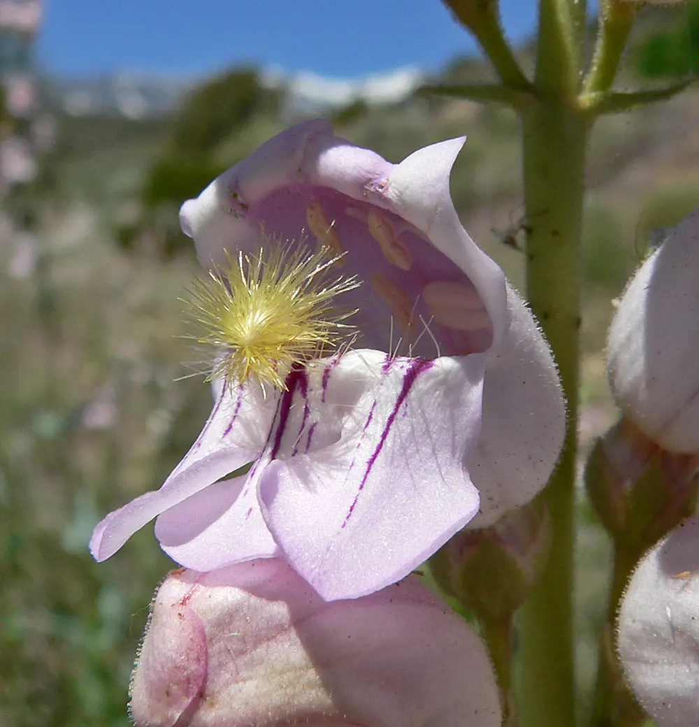 Palmer's Beard Tongue (Penstemon Palmeri) — This drought-tolerant species flourishes in full sun to partial shade and prefers well-drained soils; commonly