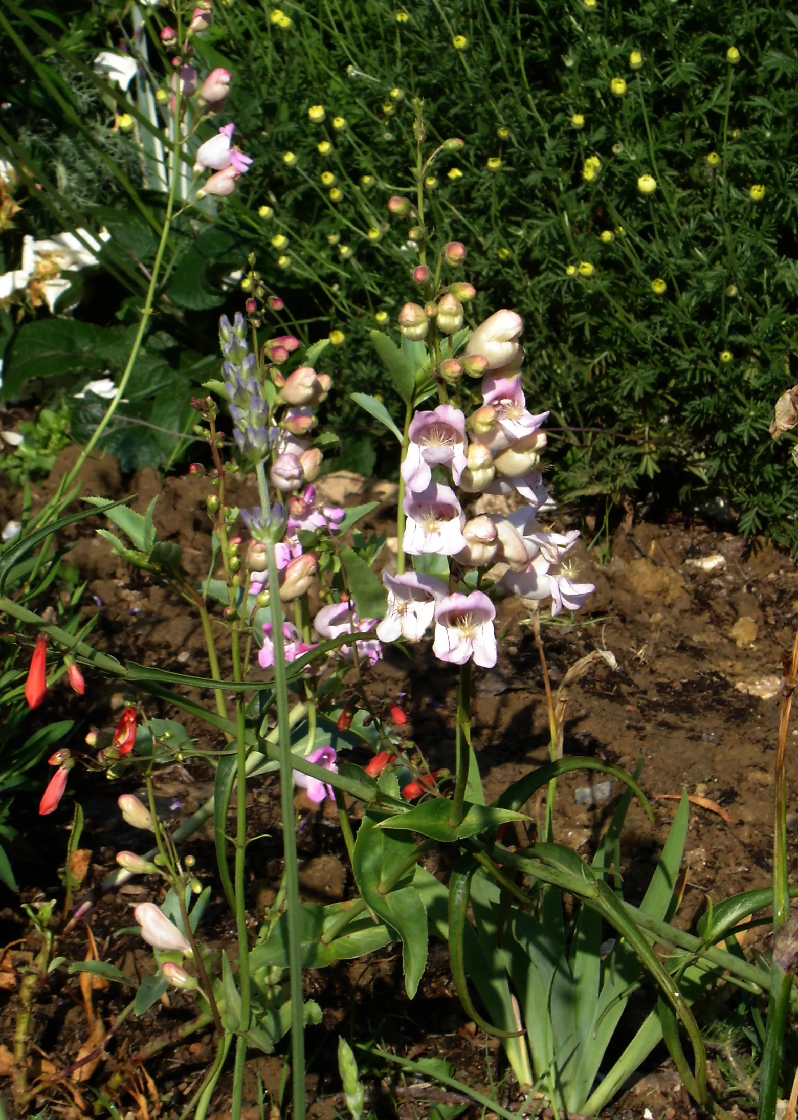 Palmer's Beard Tongue (Penstemon Palmeri) — providing an extended period of visual interest.<br><br>Suited for USDA Hardiness Zones 5 through 9