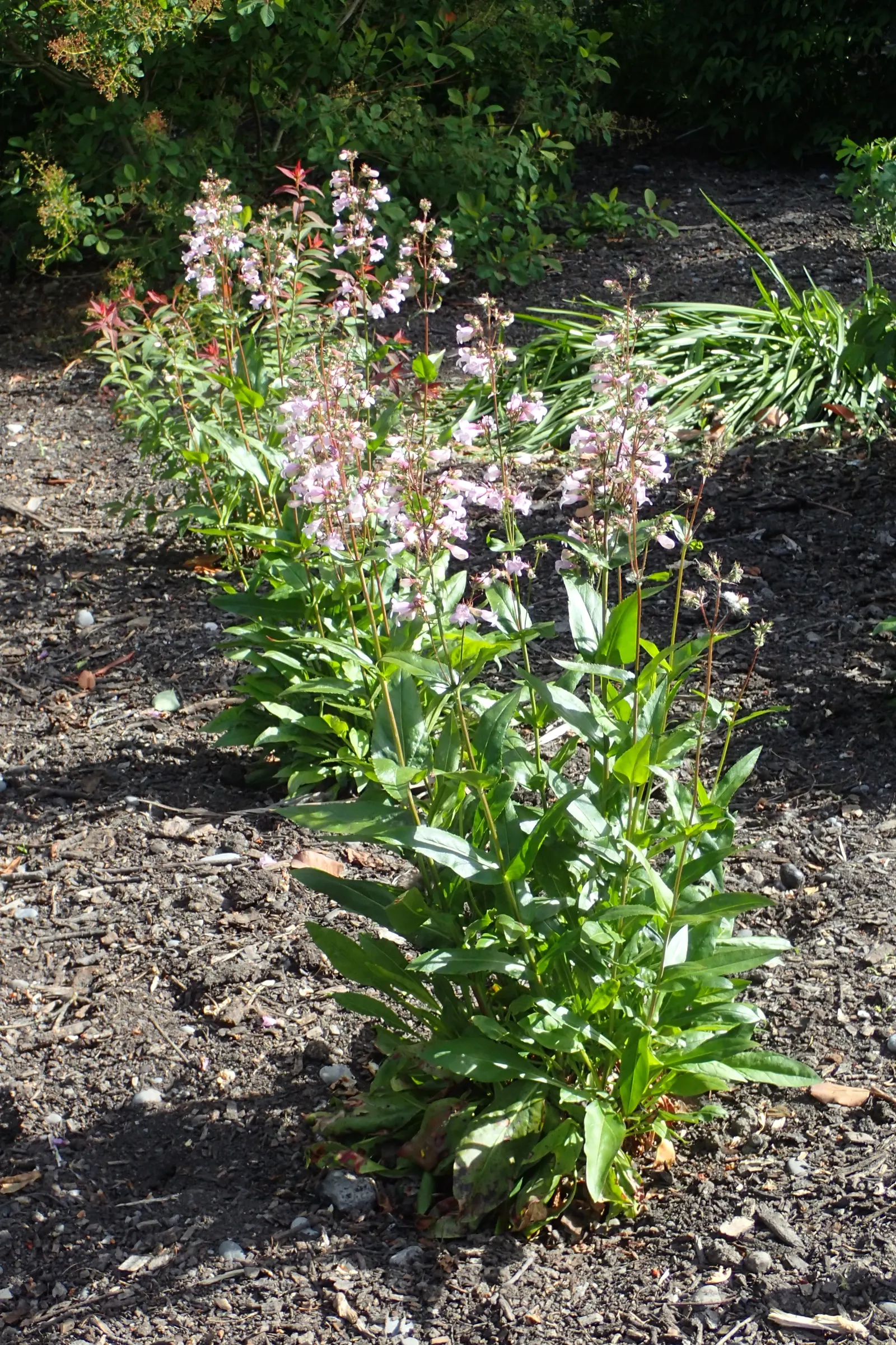Palmer's Beard Tongue (Penstemon Palmeri) — it typically reaches heights of 24 to 36 inches with a similar spread of 12 to 18 inches
