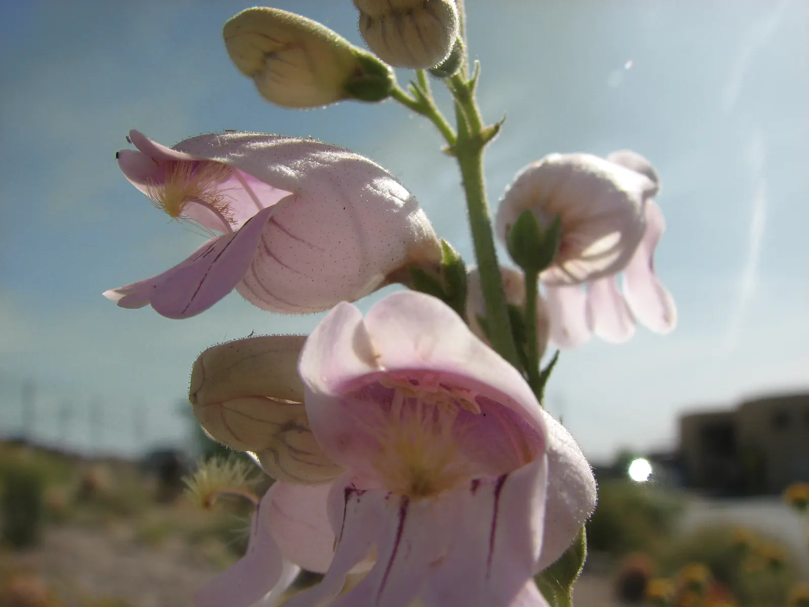 Palmer's Beard Tongue (Penstemon Palmeri) — making it a captivating choice for xeriscaping and naturalistic gardens