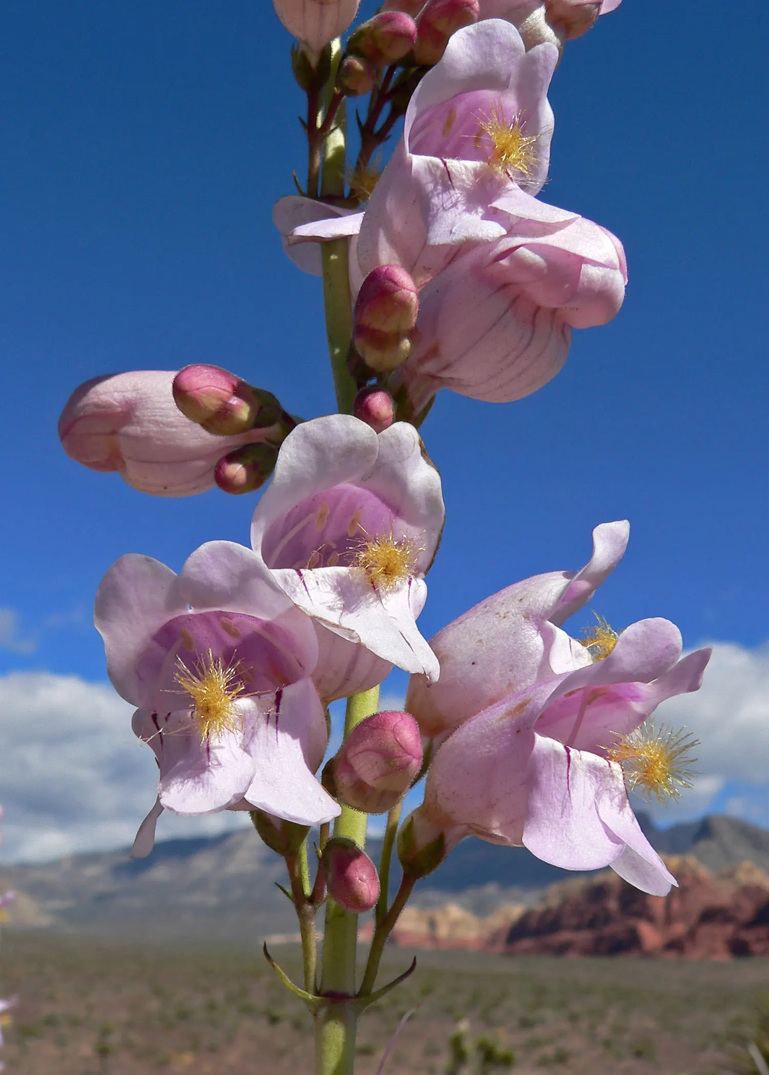 Palmer's Beard Tongue (Penstemon Palmeri) — Botanical Name: Penstemon palmeri<br><br>Common Name: Palmer's Beard Tongue<br><br>Penstemon palmeri; pink flowers