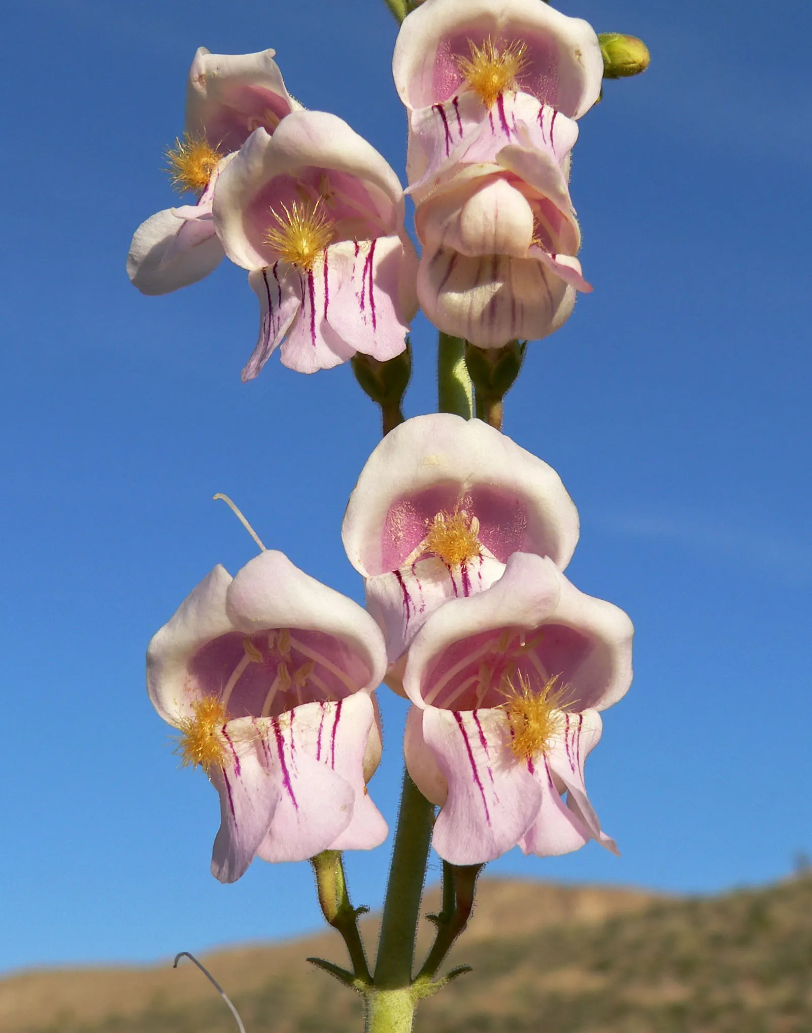 Palmer's Beard Tongue (Penstemon Palmeri) — Reaching up to 3 feet in height and spreading 2 feet wide, it thrives in USDA zones 5-9; making it an excellent
