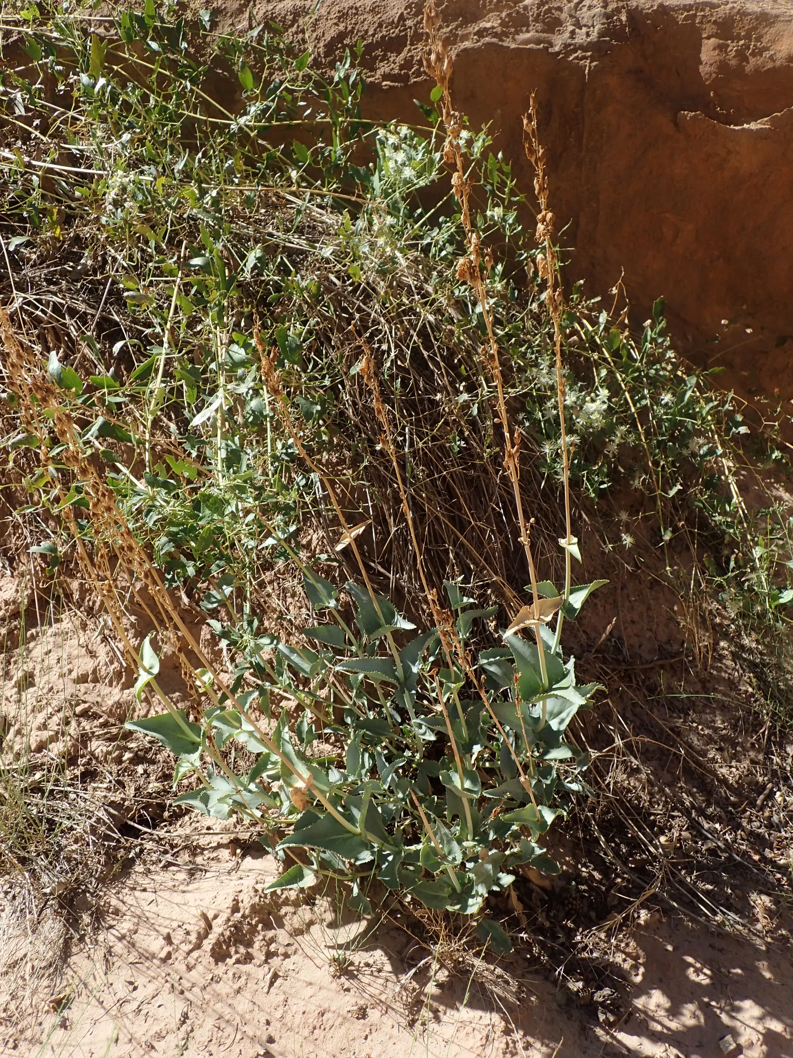 Palmer's Beard Tongue (Penstemon Palmeri) — pink flowers in the garden