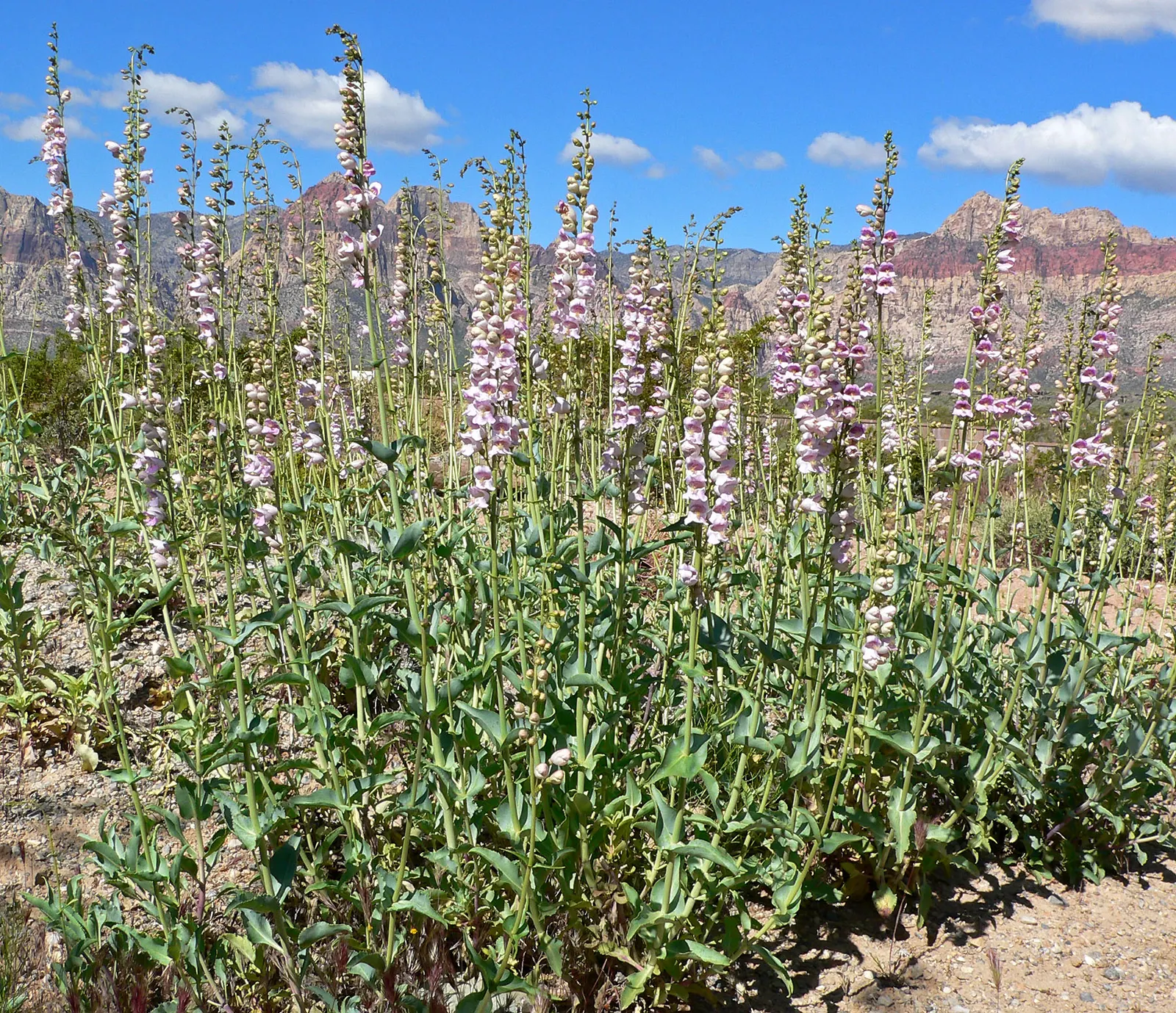 Palmer's Beard Tongue (Penstemon Palmeri) — perennial for full