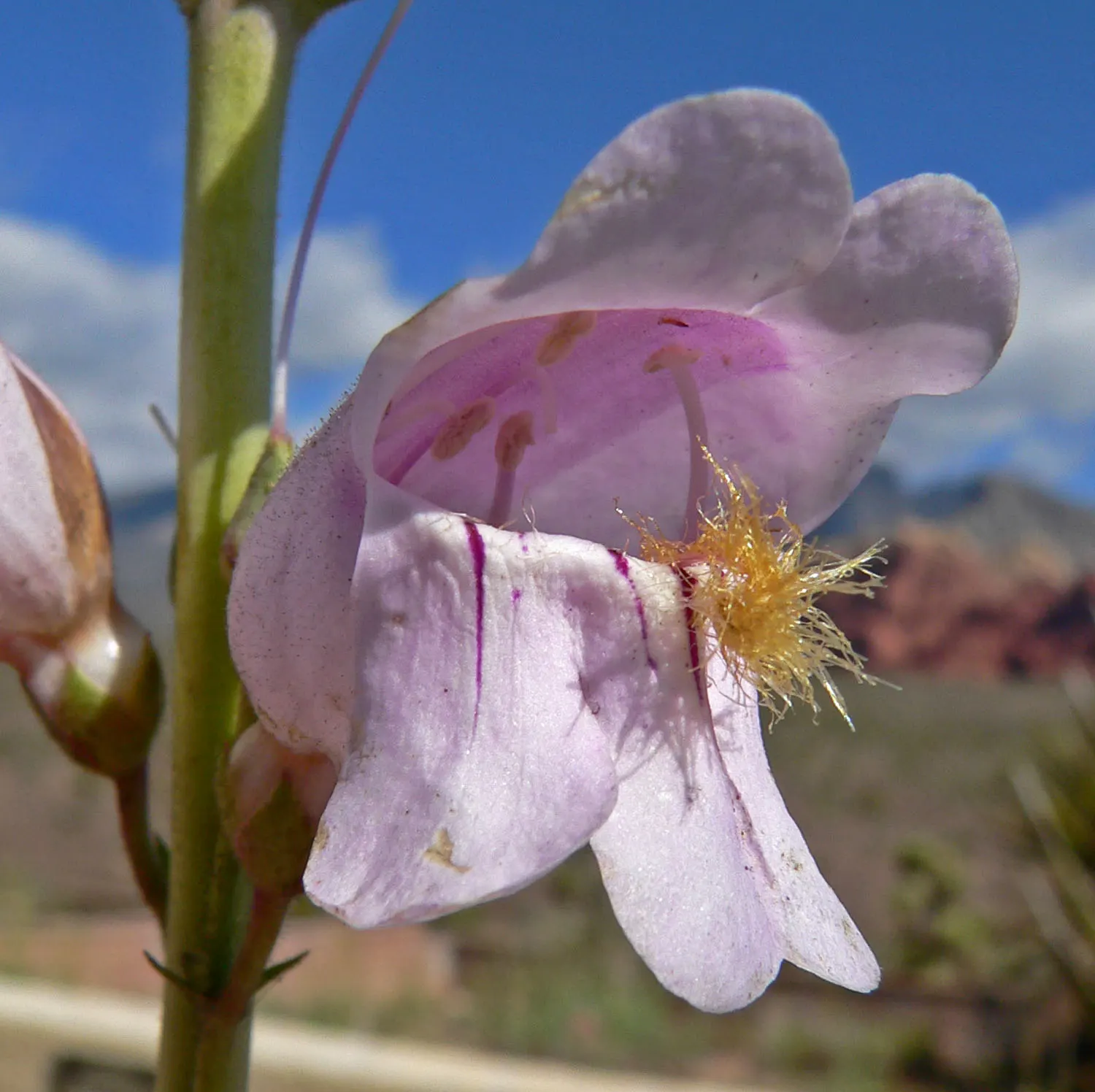 Palmer's Beard Tongue (Penstemon Palmeri) — Its mint-scented foliage is an added aromatic benefit; commonly referred to as Palmer's Beard Tongue