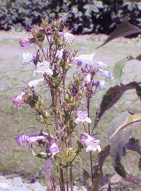 Palmer's Beard Tongue (Penstemon Palmeri) — Boasting a robust growth habit