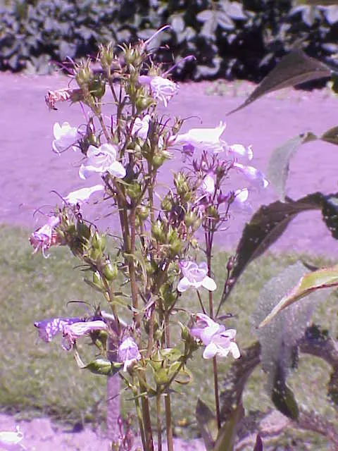 Palmer's Beard Tongue (Penstemon Palmeri) — attractive gray-green foliage that sets the stage for its show-stopping feature: spikes of sizeable