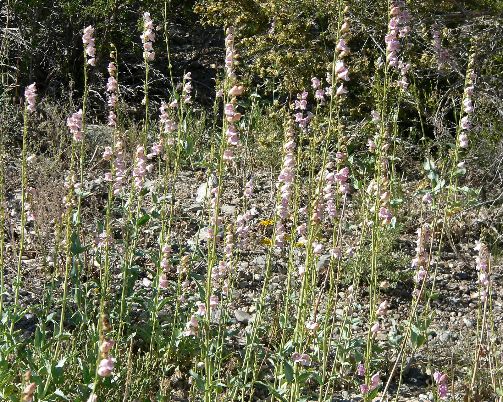 Palmer's Beard Tongue (Penstemon Palmeri) — commonly known as Palmer‚Äôs Beard Tongue