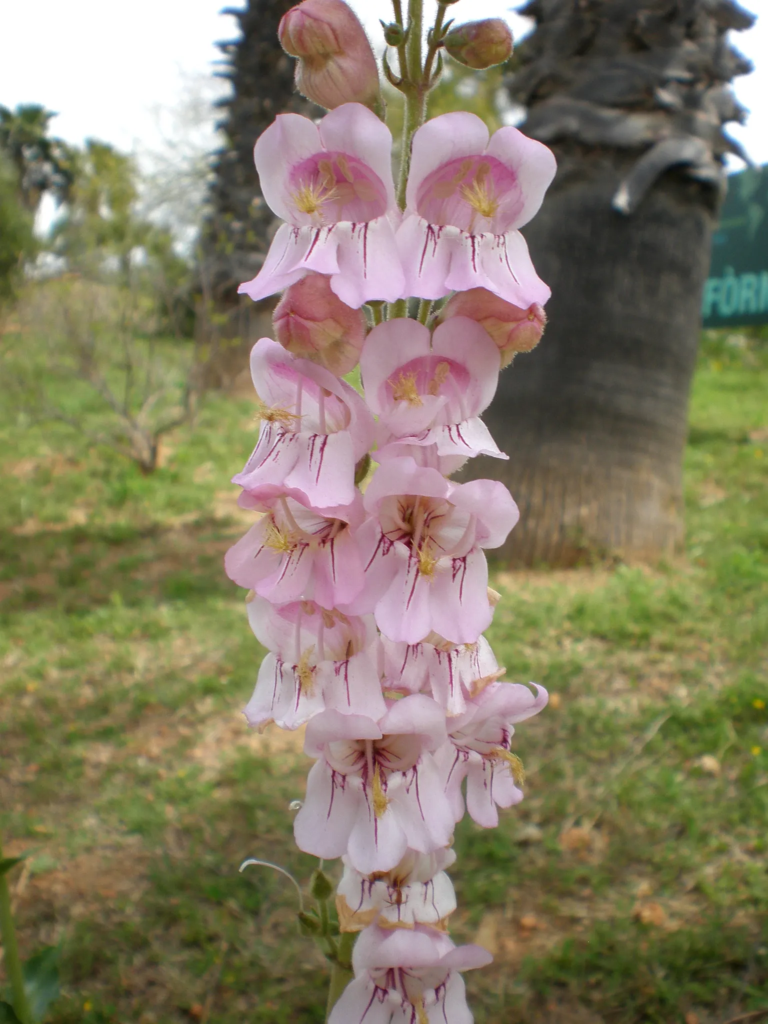 Palmer's Beard Tongue (Penstemon Palmeri) — This drought-tolerant species flourishes in full sun to partial shade and prefers well-drained soils