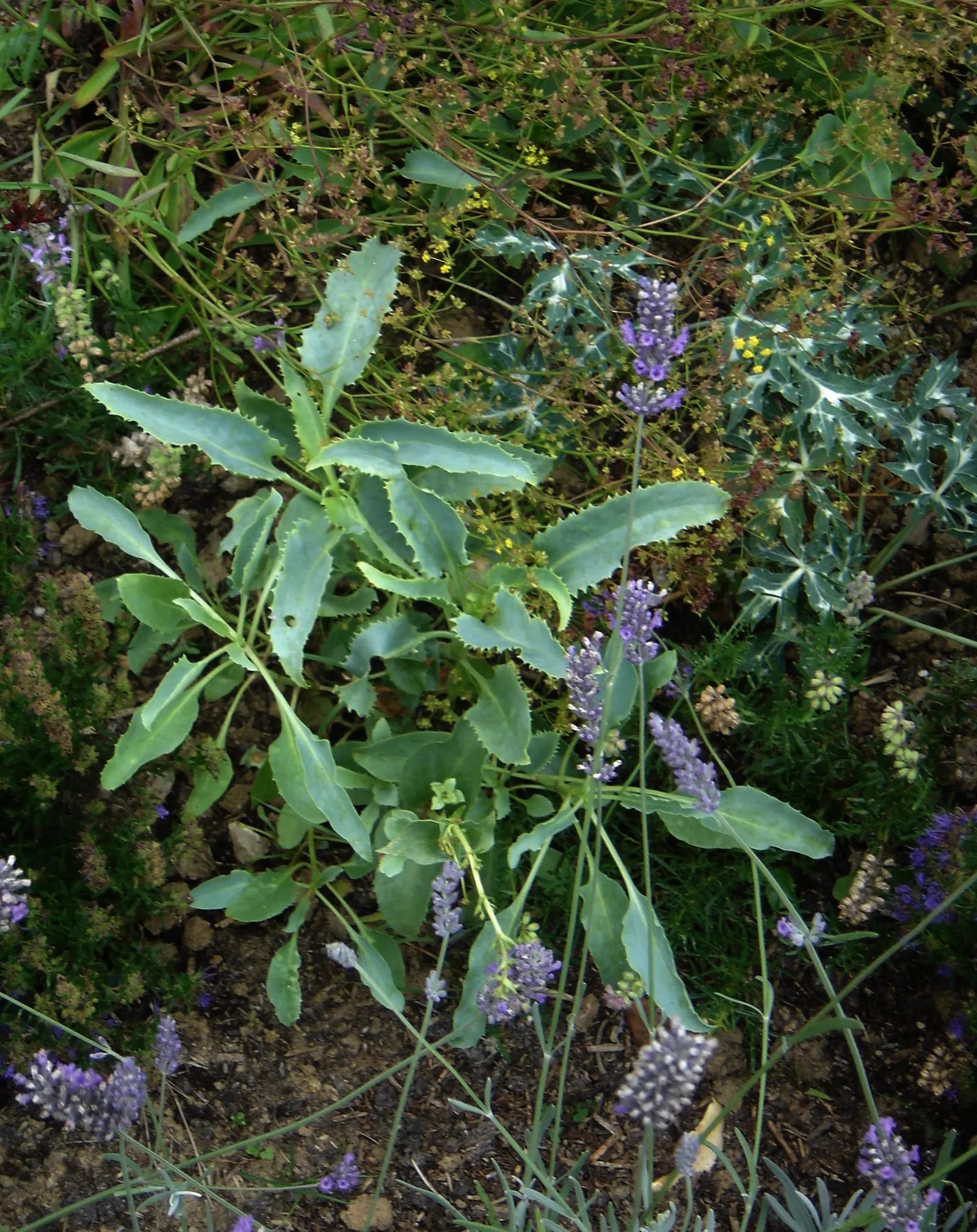 Palmer's Beard Tongue (Penstemon Palmeri) — pink to pale lavender tubular flowers which exude a sweet fragrance reminiscent of grapes