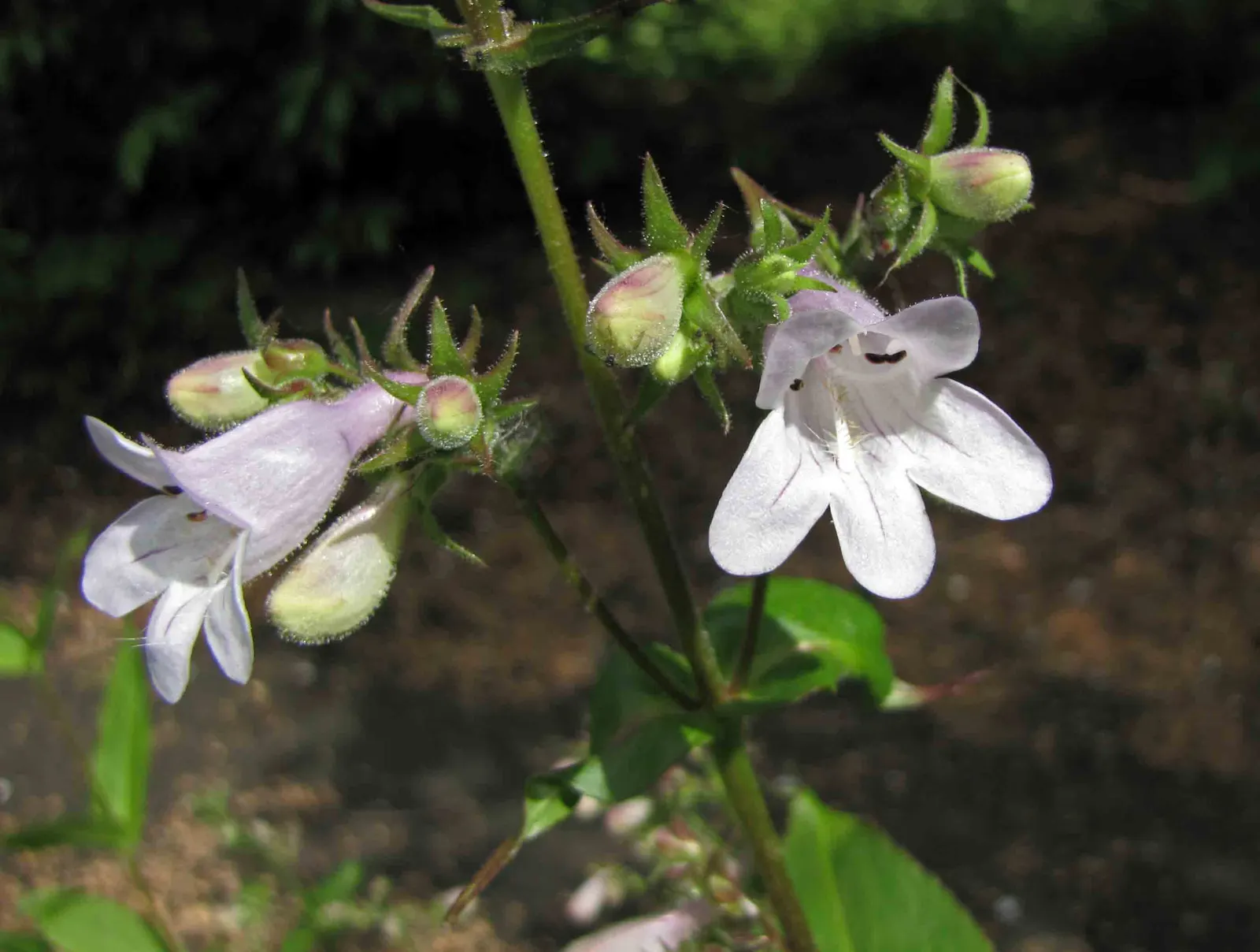 Palmer's Beard Tongue (Penstemon Palmeri) — enhancing the garden's ecology