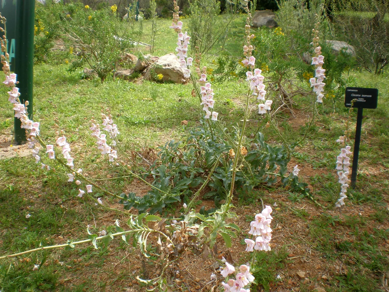 Palmer's Beard Tongue (Penstemon Palmeri) — is a native perennial wildflower that brings a touch of natural grace to arid landscapes