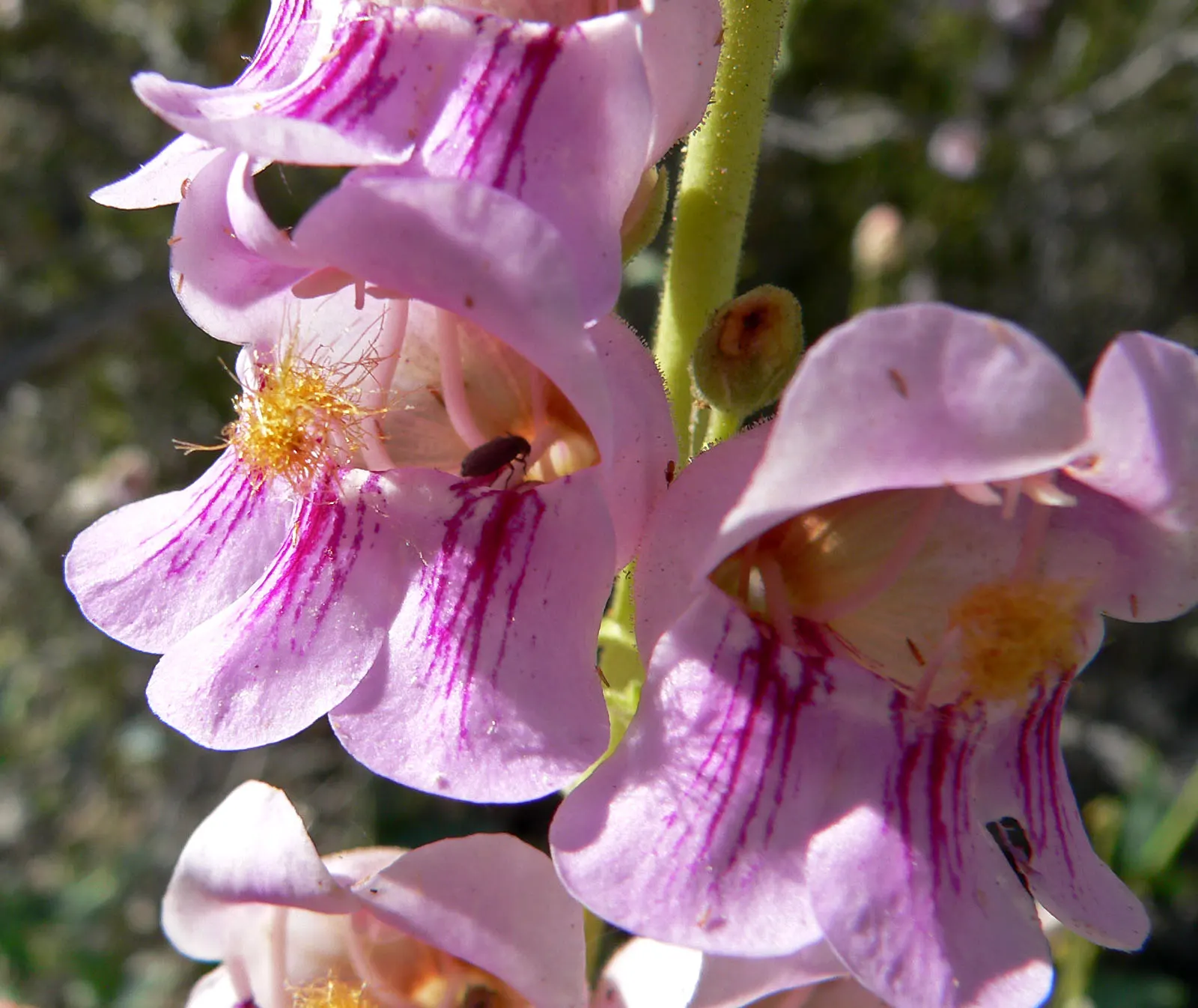 Palmer's Beard Tongue (Penstemon Palmeri) — Its mint-scented foliage is an added aromatic benefit