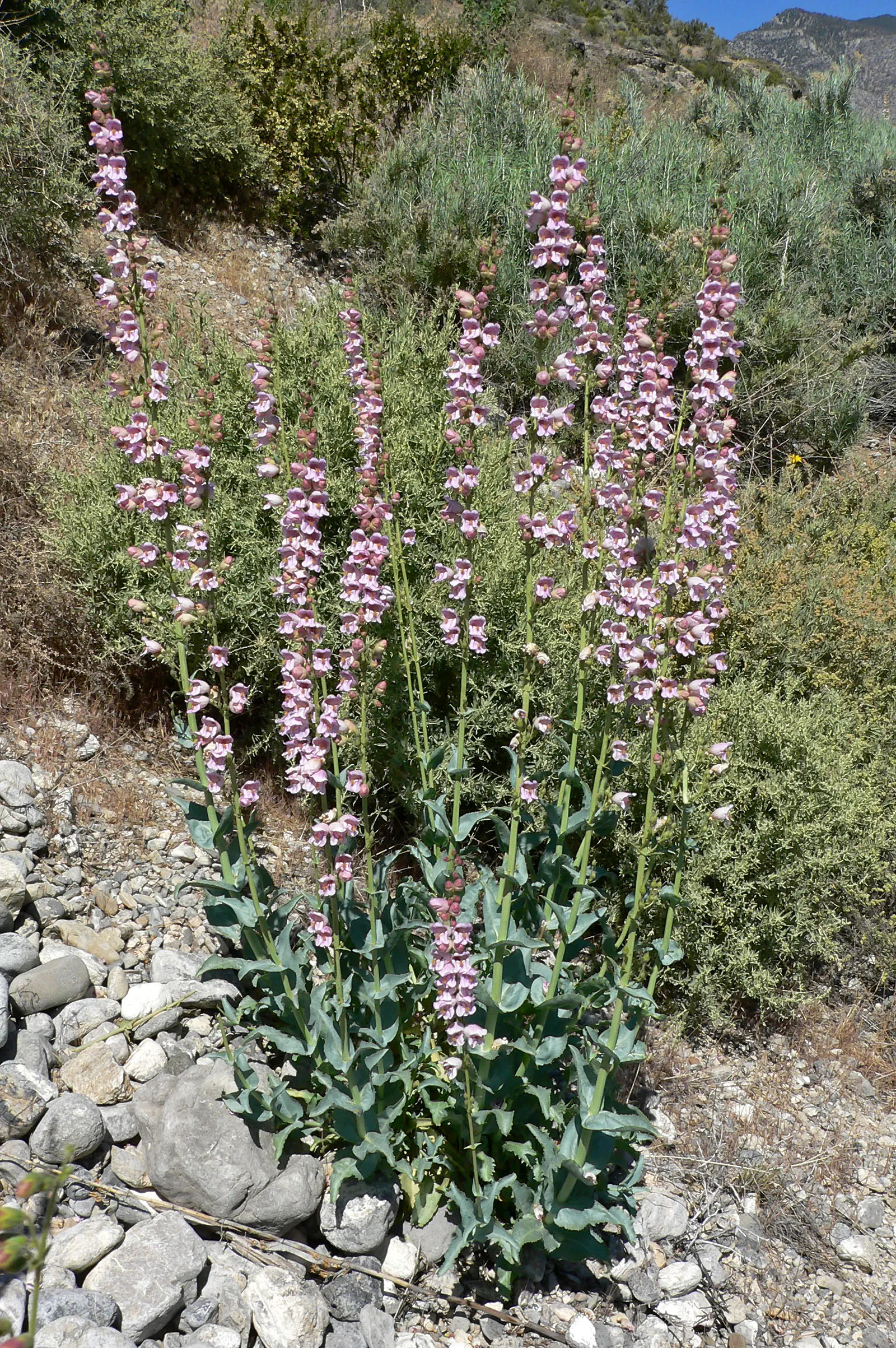 Palmer's Beard Tongue (Penstemon Palmeri) — Palmer's Beard Tongue is particularly tolerant of dry conditions