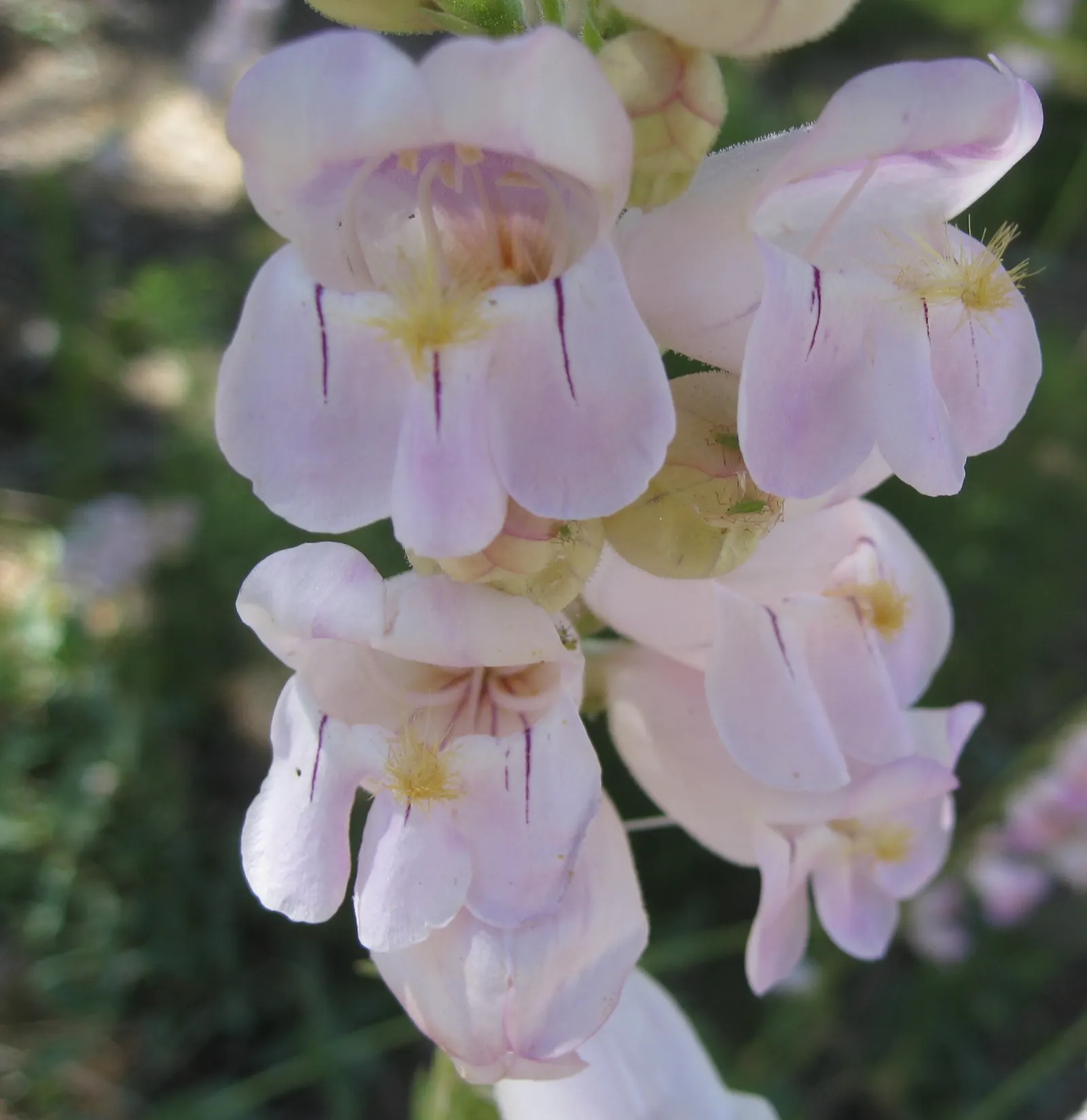 Palmer's Beard Tongue (Penstemon Palmeri) — perennial with pink blooms