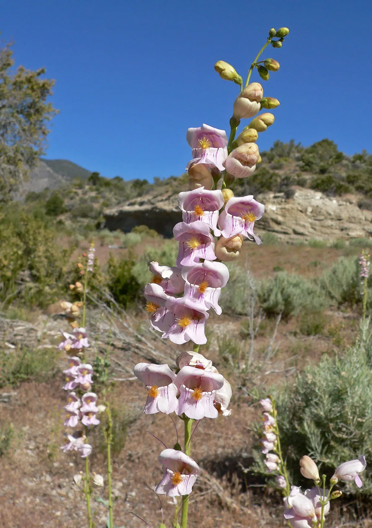 Palmer's Beard Tongue (Penstemon Palmeri) — To maintain a neat appearance and encourage reblooming, deadhead spent flowers
