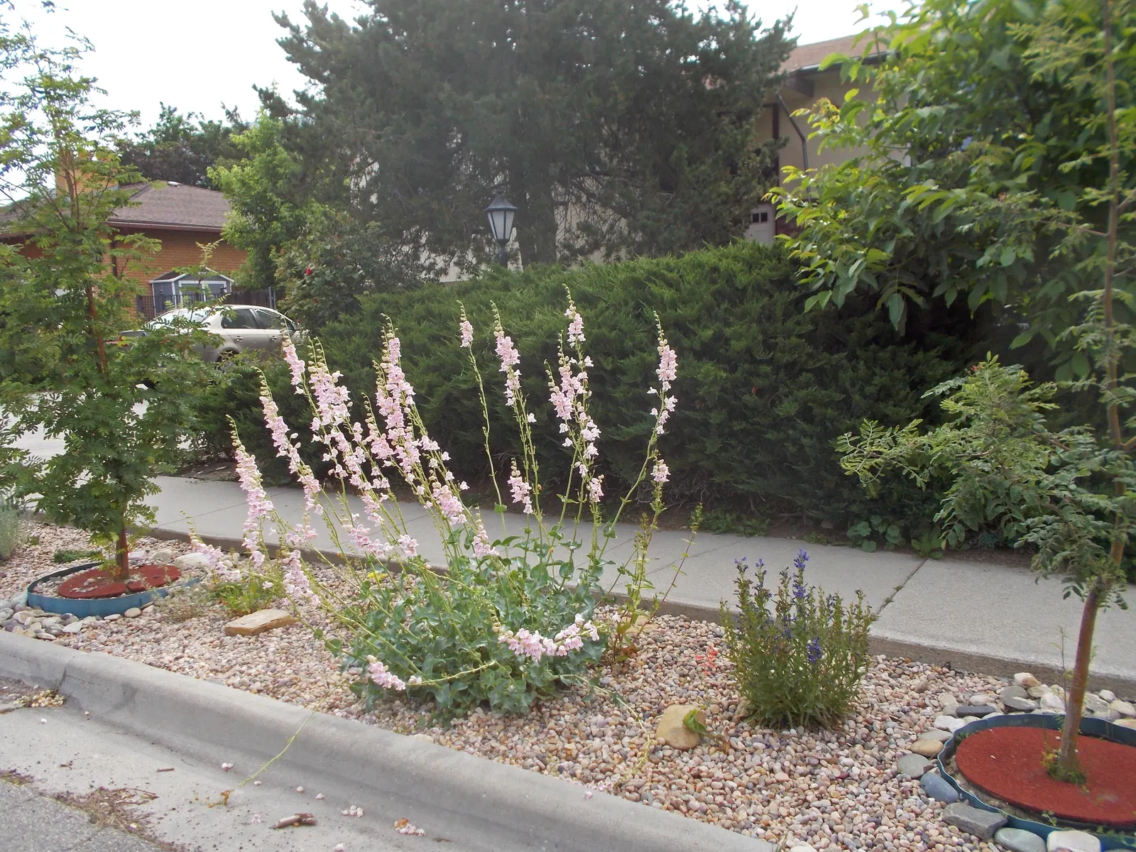 Palmer's Beard Tongue (Penstemon Palmeri) — Bloom time spans from late spring to early summer