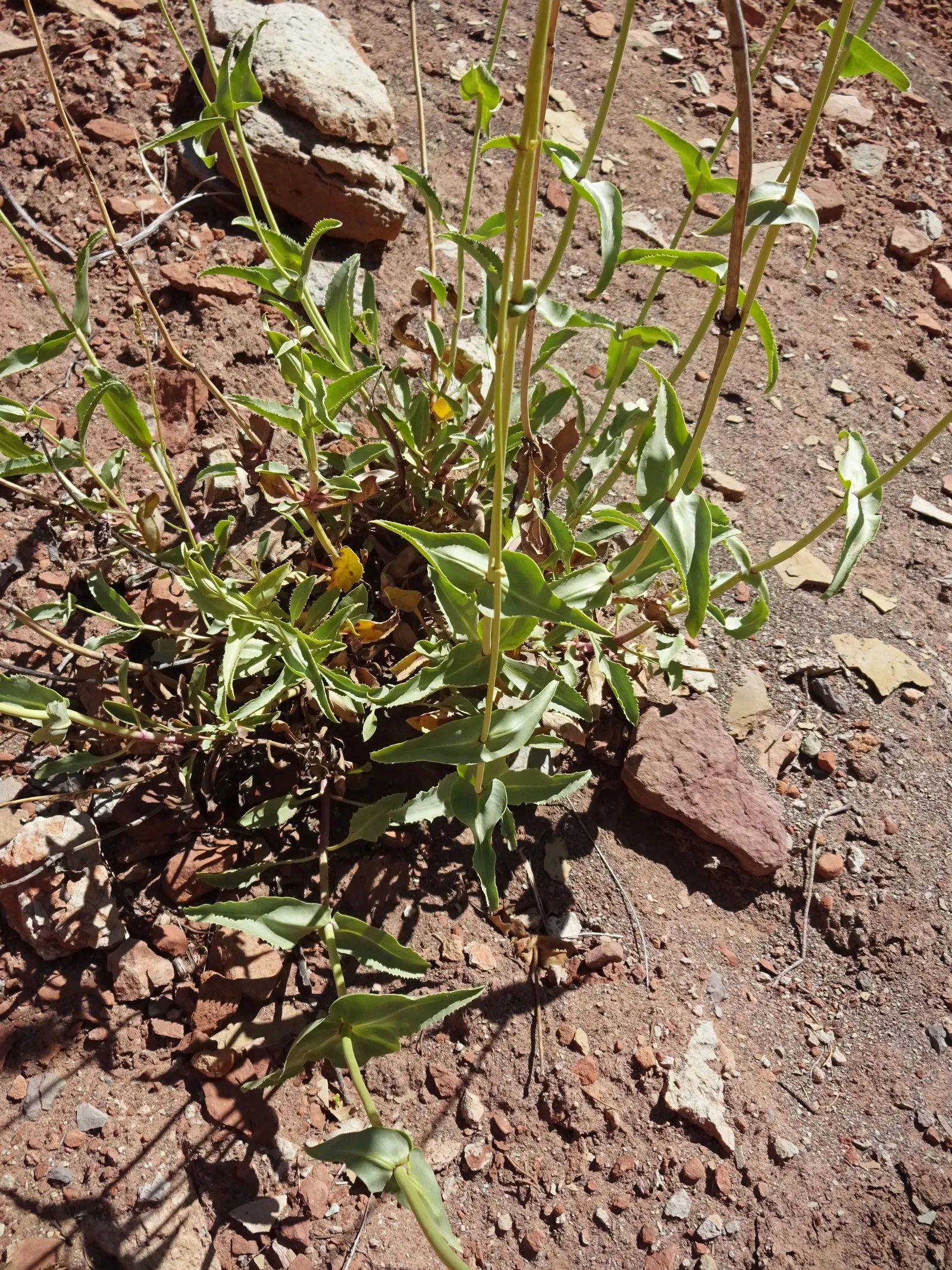 Palmer's Beard Tongue (Penstemon Palmeri) — commonly known as Palmer‚Äôs Beard Tongue; this drought-tolerant species flourishes in full sun to partial shade