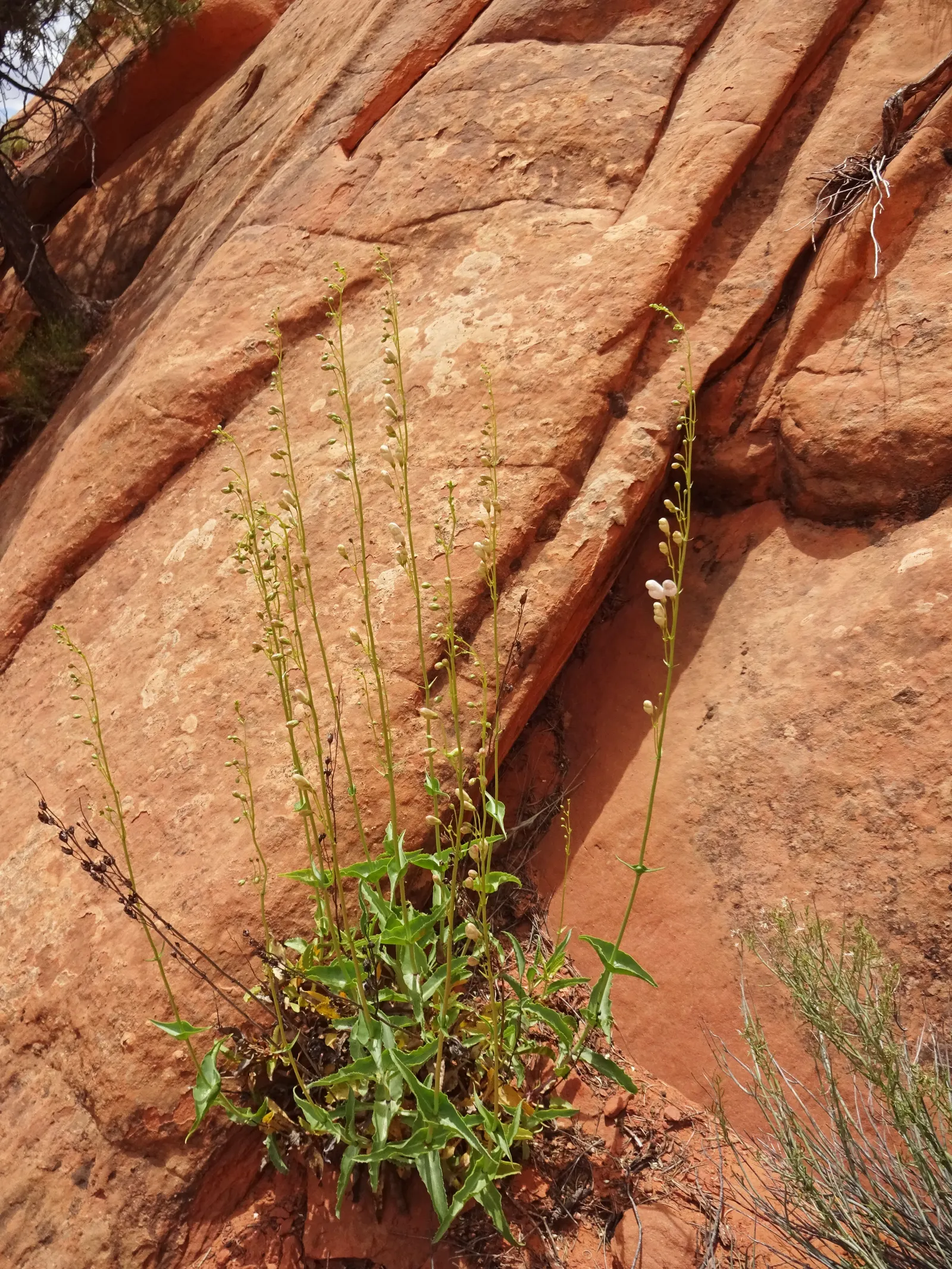 Palmer's Beard Tongue (Penstemon Palmeri) — making it an excellent choice for water-wise gardens or xeriscaping