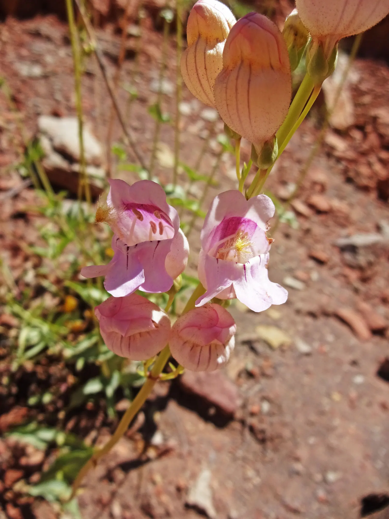 Palmer's Beard Tongue (Penstemon Palmeri) — Reaching up to 3 feet in height and spreading 2 feet wide, it thrives in USDA zones 5-9