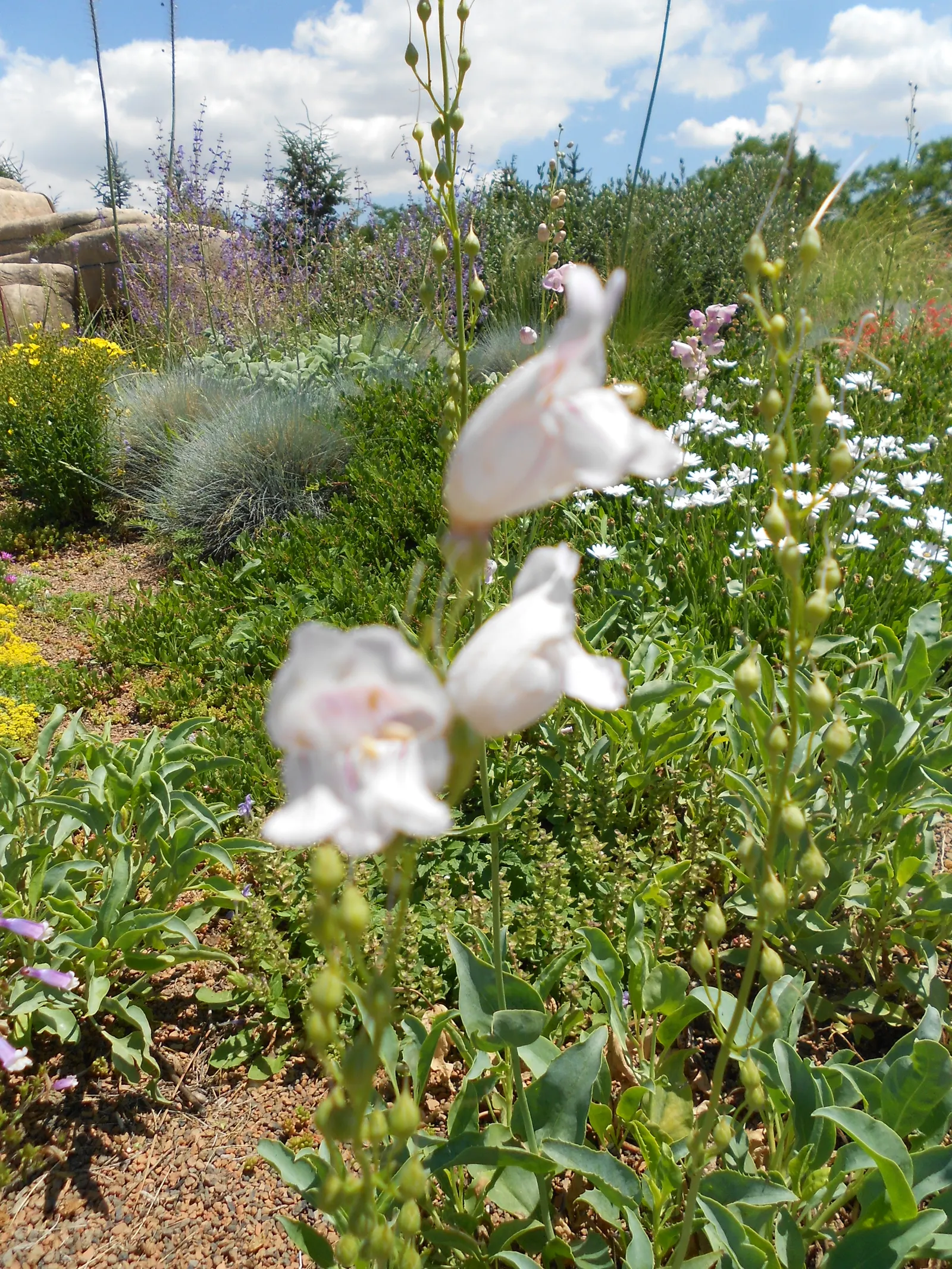Palmer's Beard Tongue (Penstemon Palmeri) — commonly referred to as Palmer's Beard Tongue