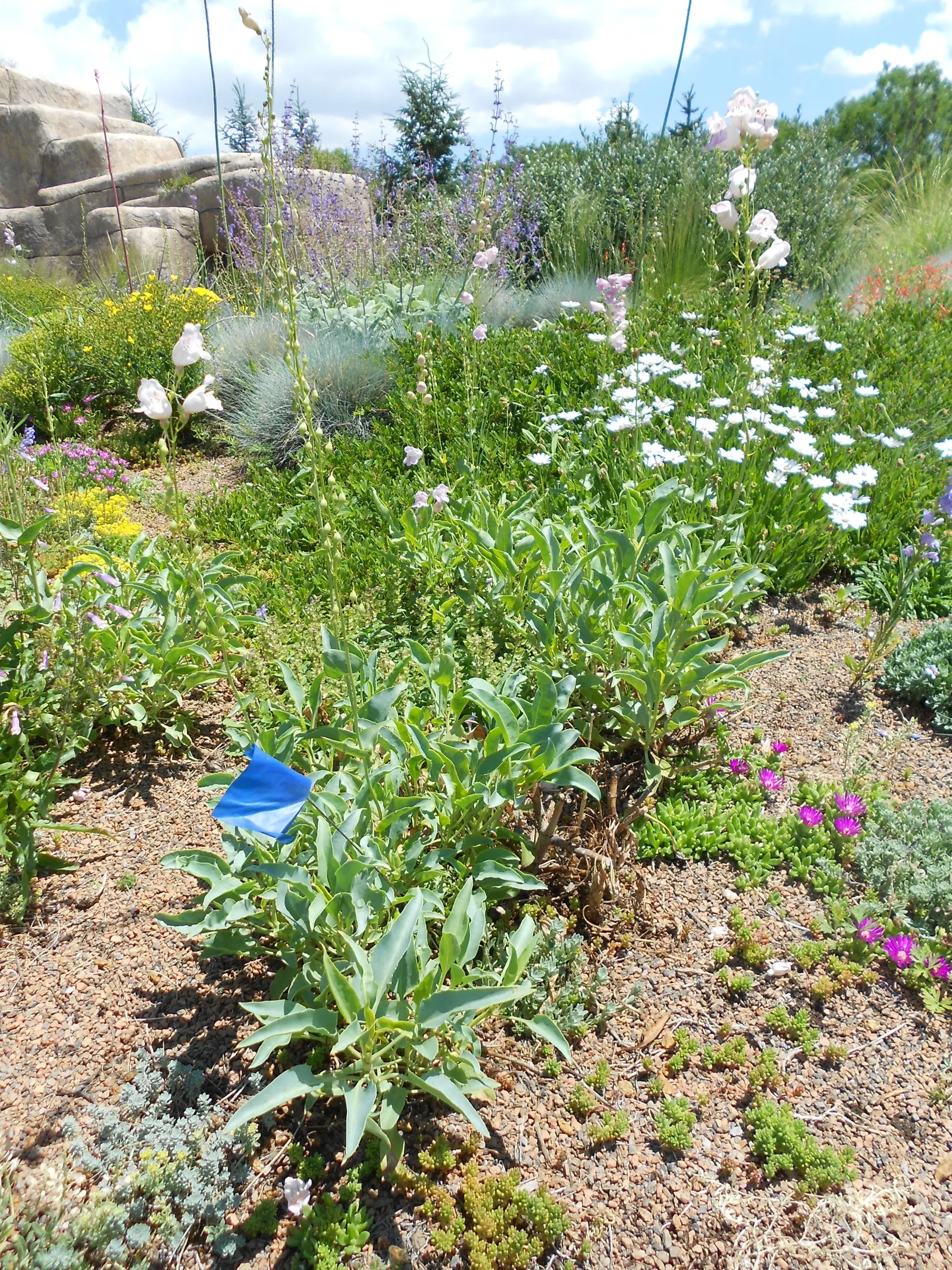 Palmer's Beard Tongue (Penstemon Palmeri) — making it a mid-level layer in the garden tapestry.<br><br>This plant features wide
