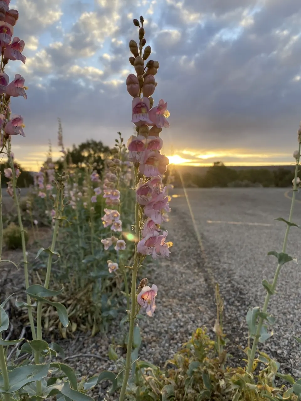 Palmer's Beard Tongue (Penstemon Palmeri) — This perennial's low-maintenance nature makes it an alluring option for both novice and seasoned gardeners