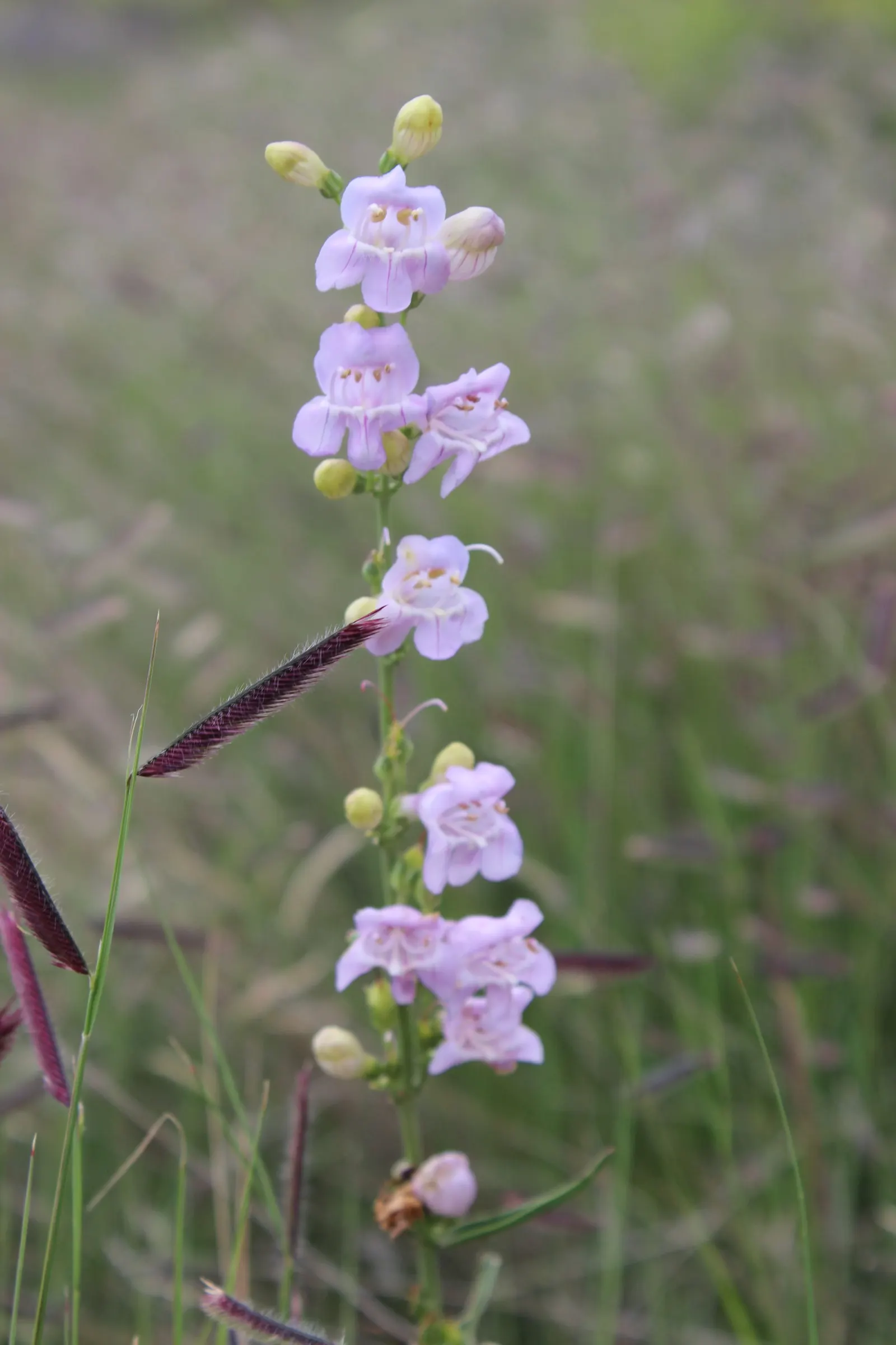 Palmer's Beard Tongue (Penstemon Palmeri) — making it a captivating choice for xeriscaping and naturalistic gardens; bloom time spans from late spring to early