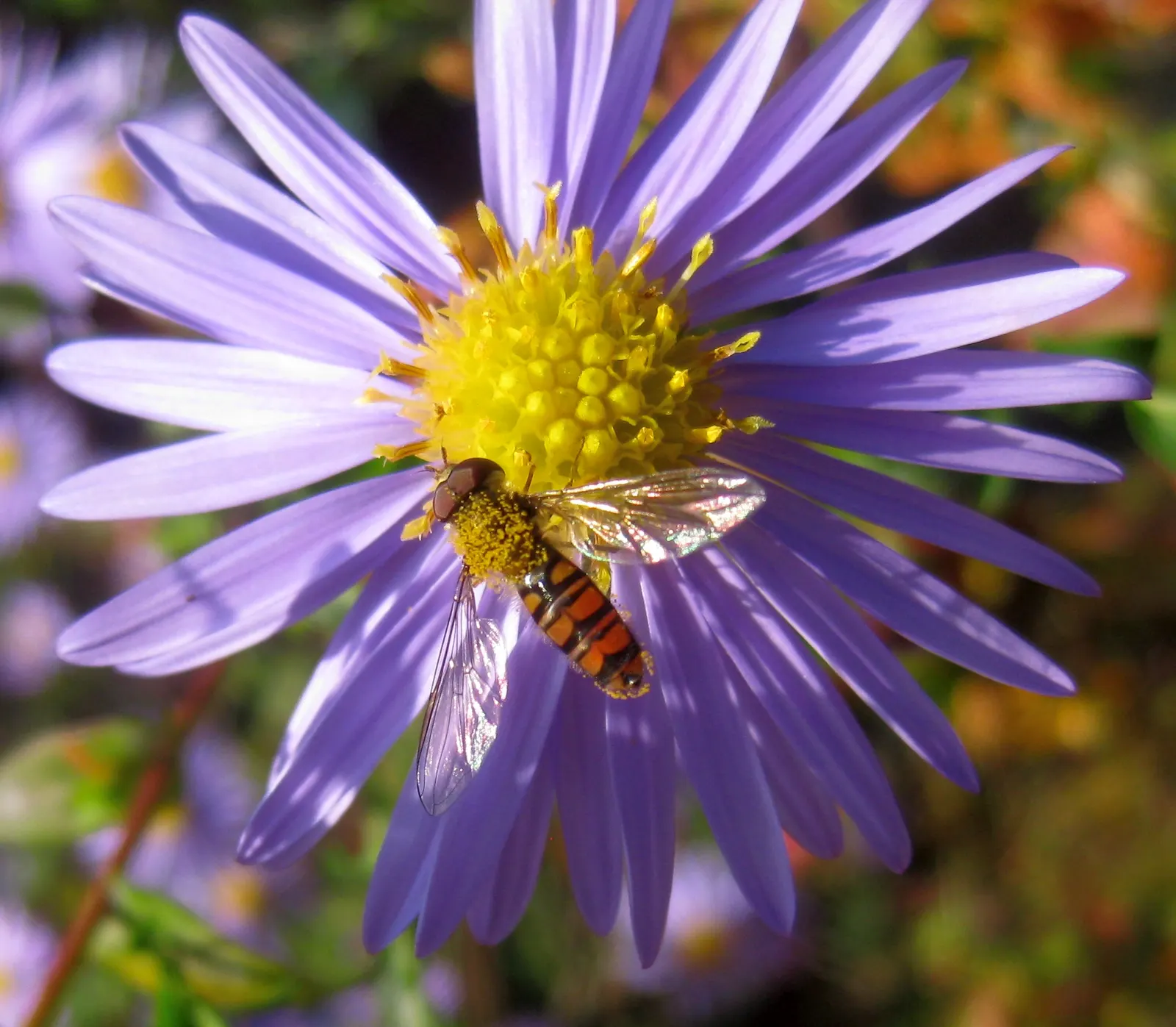 Blue Aster (Aster X Frikartii) — though they can tolerate partial shade