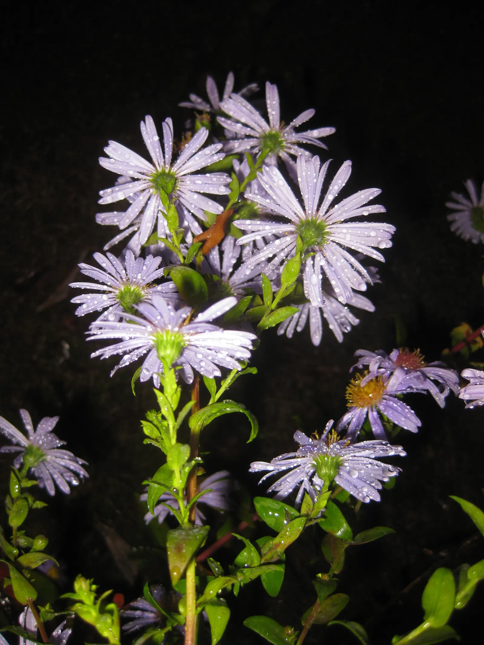 Blue Aster (Aster X Frikartii) — is a perennial hybrid well-revered for its profuse blooming and vibrant color