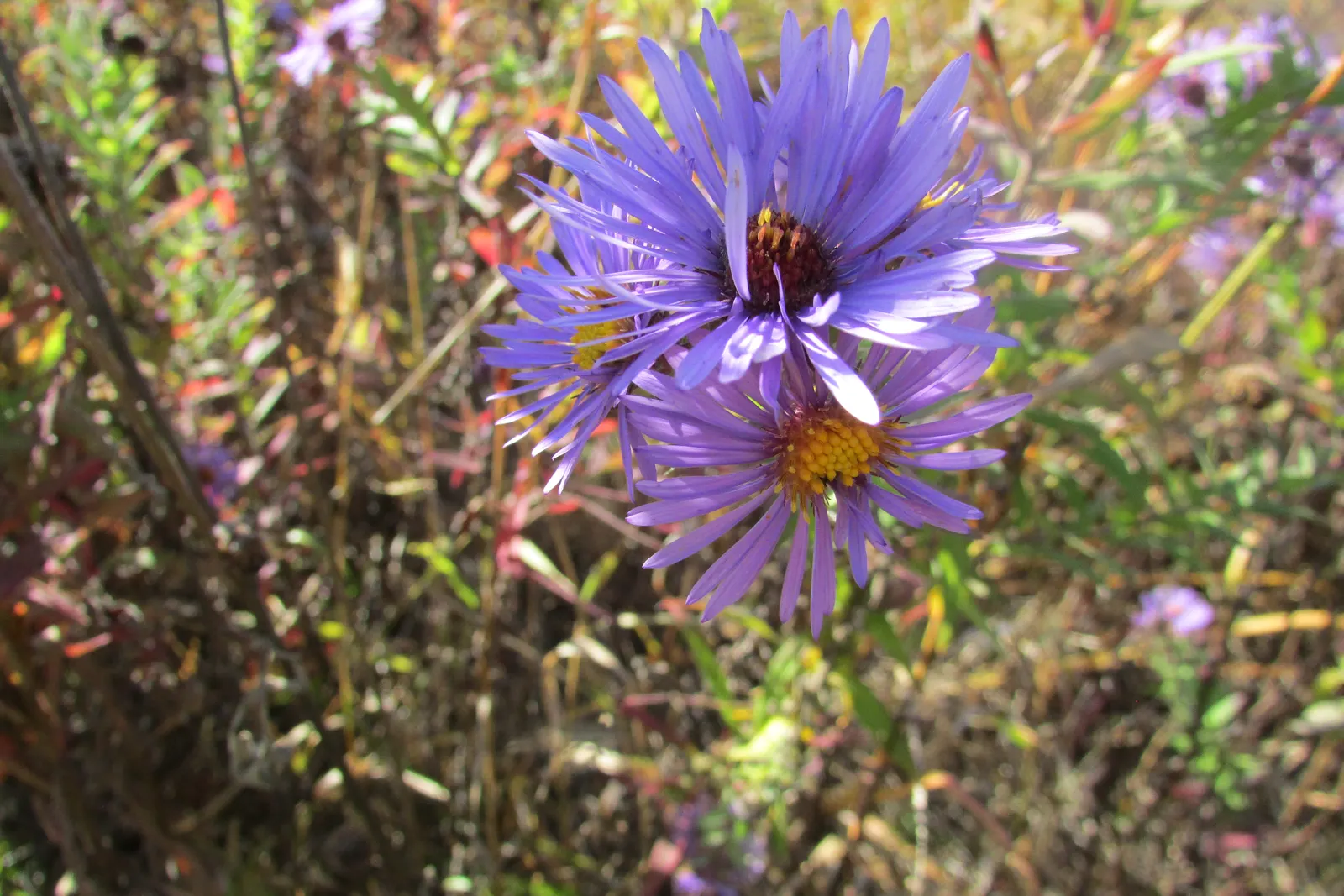 Blue Aster (Aster X Frikartii) — Thrives in full sun to part shade and adapts well to well-drained soil; is a perennial hybrid well-revered for its profuse