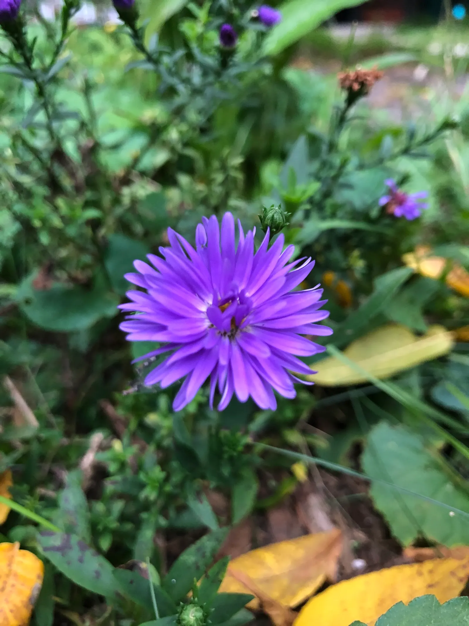 Blue Aster (Aster X Frikartii) — making it an ideal candidate for the middle of borders or mass planting schemes