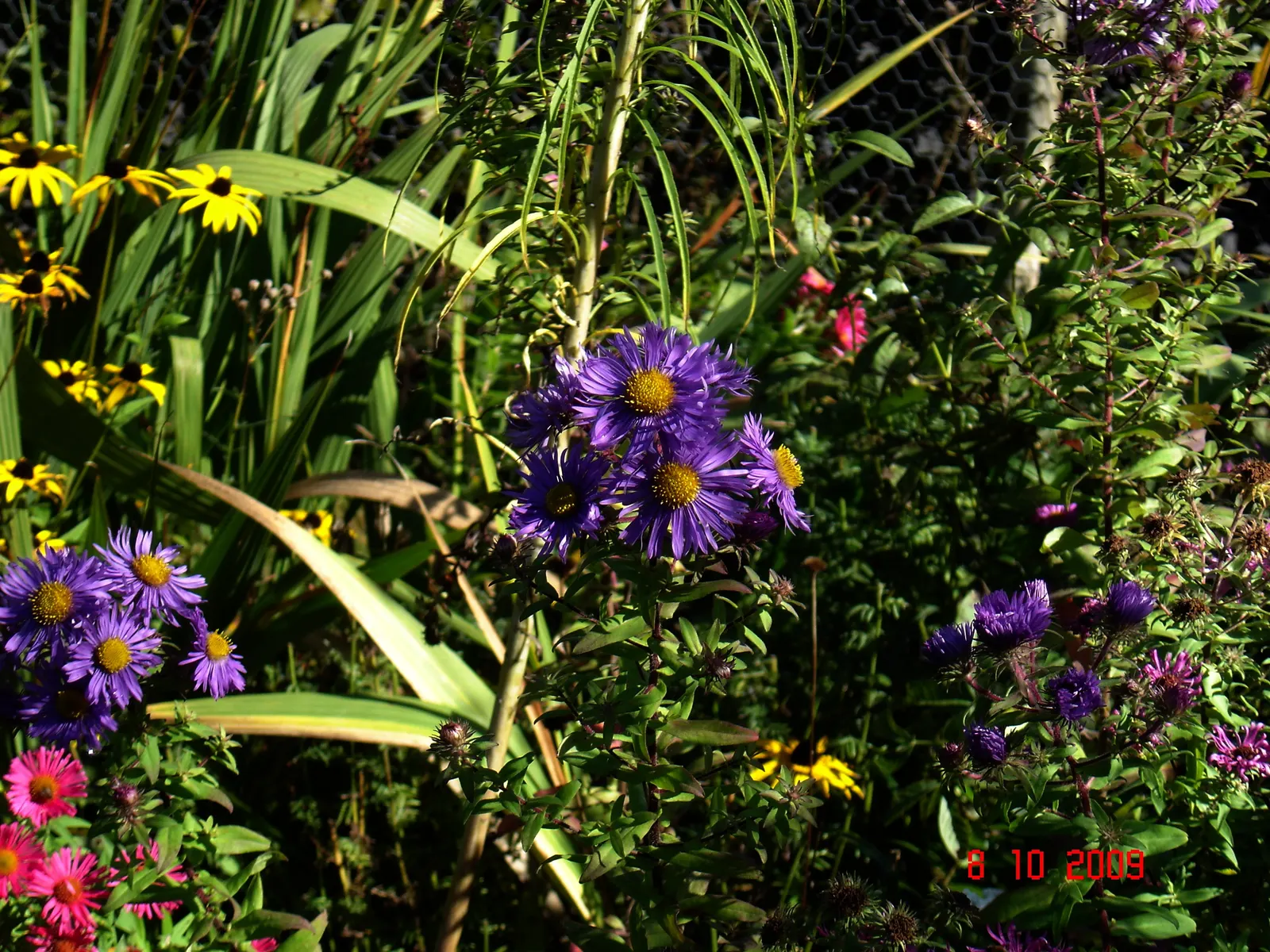 Blue Aster (Aster X Frikartii) — Blooms from mid-summer to early fall, attracting butterflies; flourishing with star-shaped