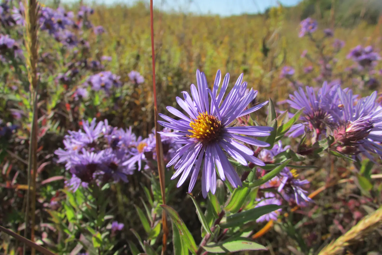 Blue Aster (Aster X Frikartii) — A stellar addition to any landscape design; blue and violet flowers in the garden
