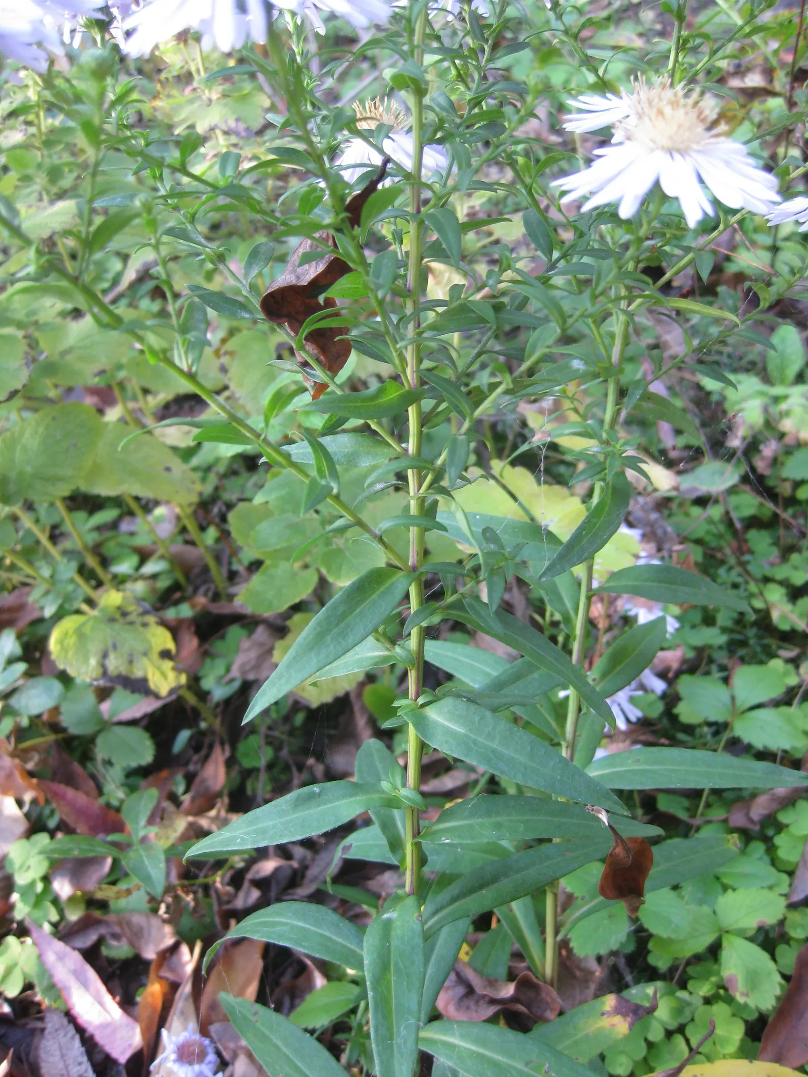 Blue Aster (Aster X Frikartii) — <br><br>When presenting this plant to a client