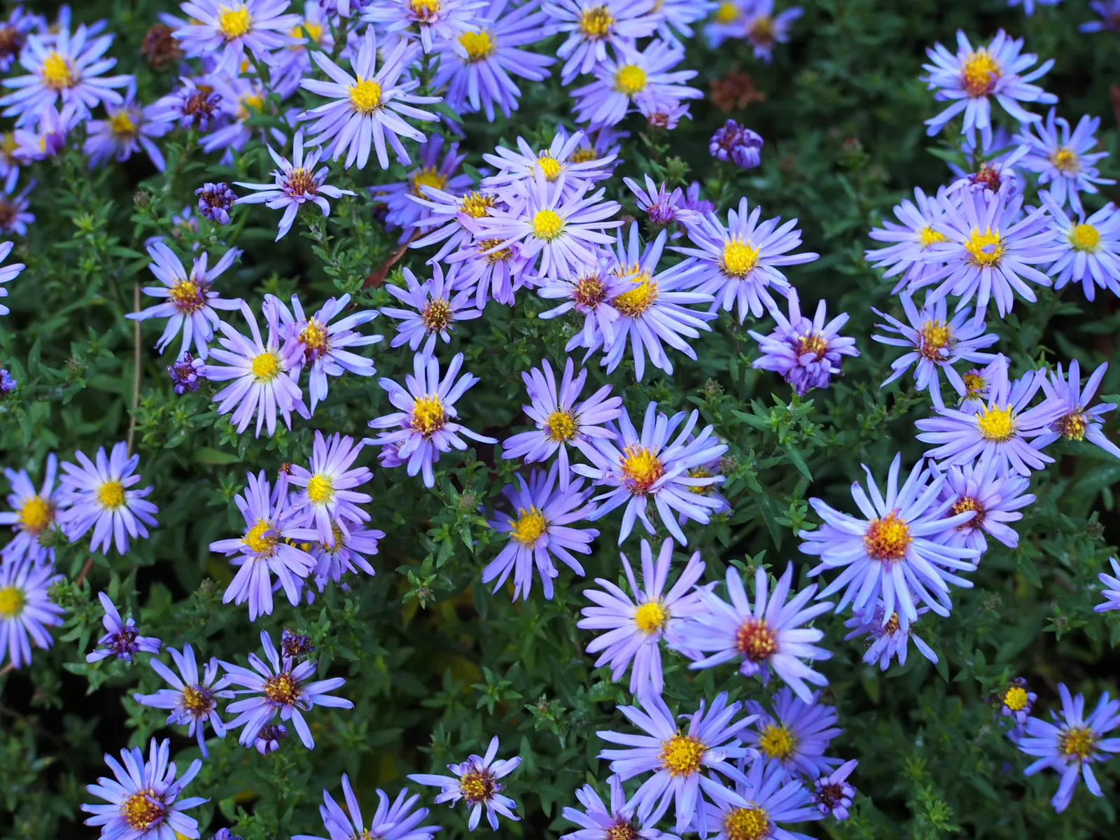 Blue Aster (Aster X Frikartii) — These blossoms are abundantly produced from mid-summer to fall, image 35