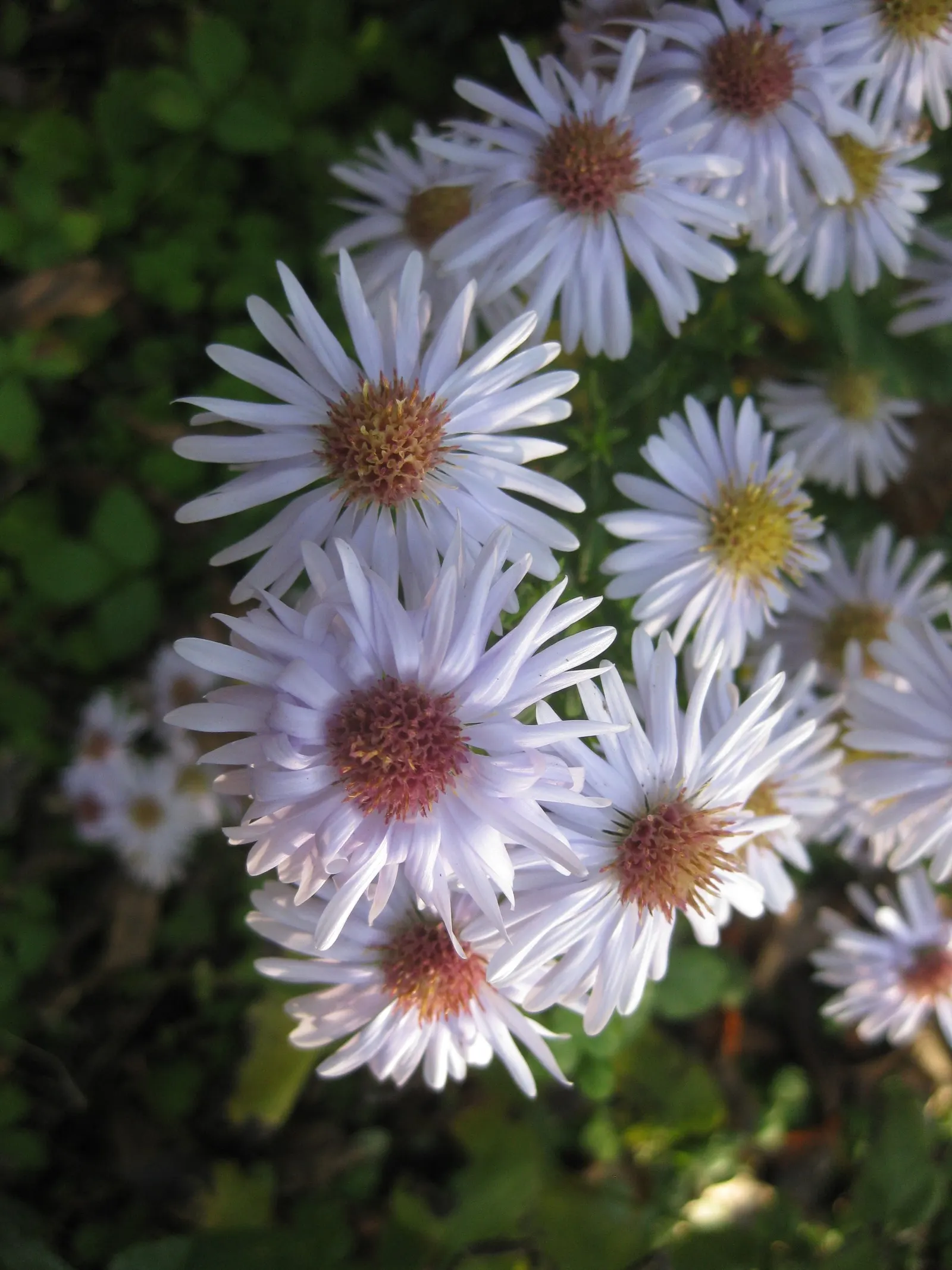 Blue Aster (Aster X Frikartii) — is a perennial hybrid well-revered for its profuse blooming and vibrant color; making it an ideal candidate for the middle of