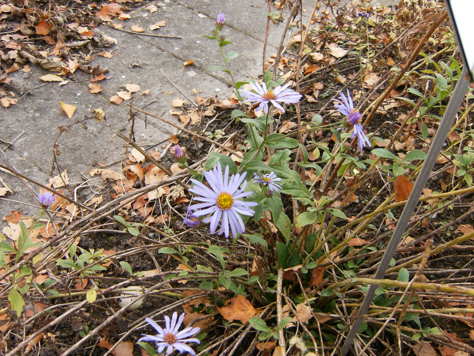Blue Aster (Aster X Frikartii) — annual / perennial for full
