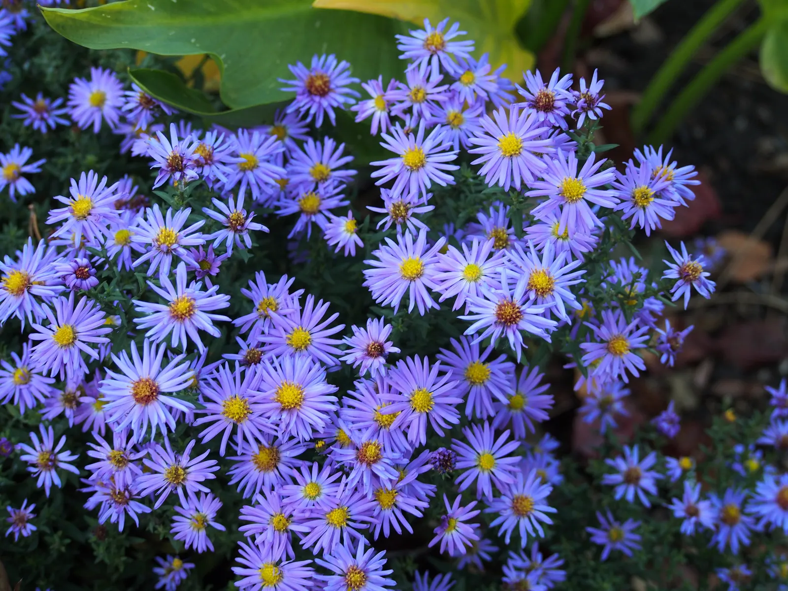 Blue Aster (Aster X Frikartii) — with a similar spread of 18 to 24 inches; highlight its ease of care