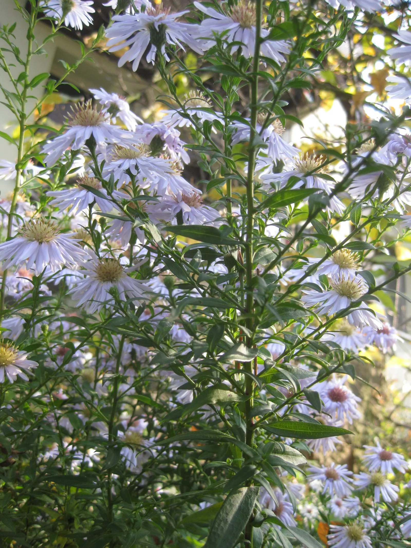 Blue Aster (Aster X Frikartii) — this aster cultivar thrives in USDA hardiness zones 5 through 8; thrives in full sun to part shade and adapts well to