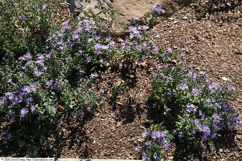 Blue Aster (Aster X Frikartii) — making it an ideal candidate for the middle of borders or mass planting schemes; radiant blue flowers spanning 2 inches across